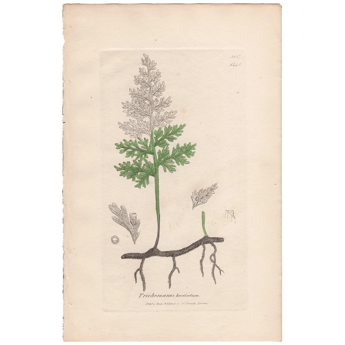 Sowerby Plate 1445 Short-styled Bristle Fern