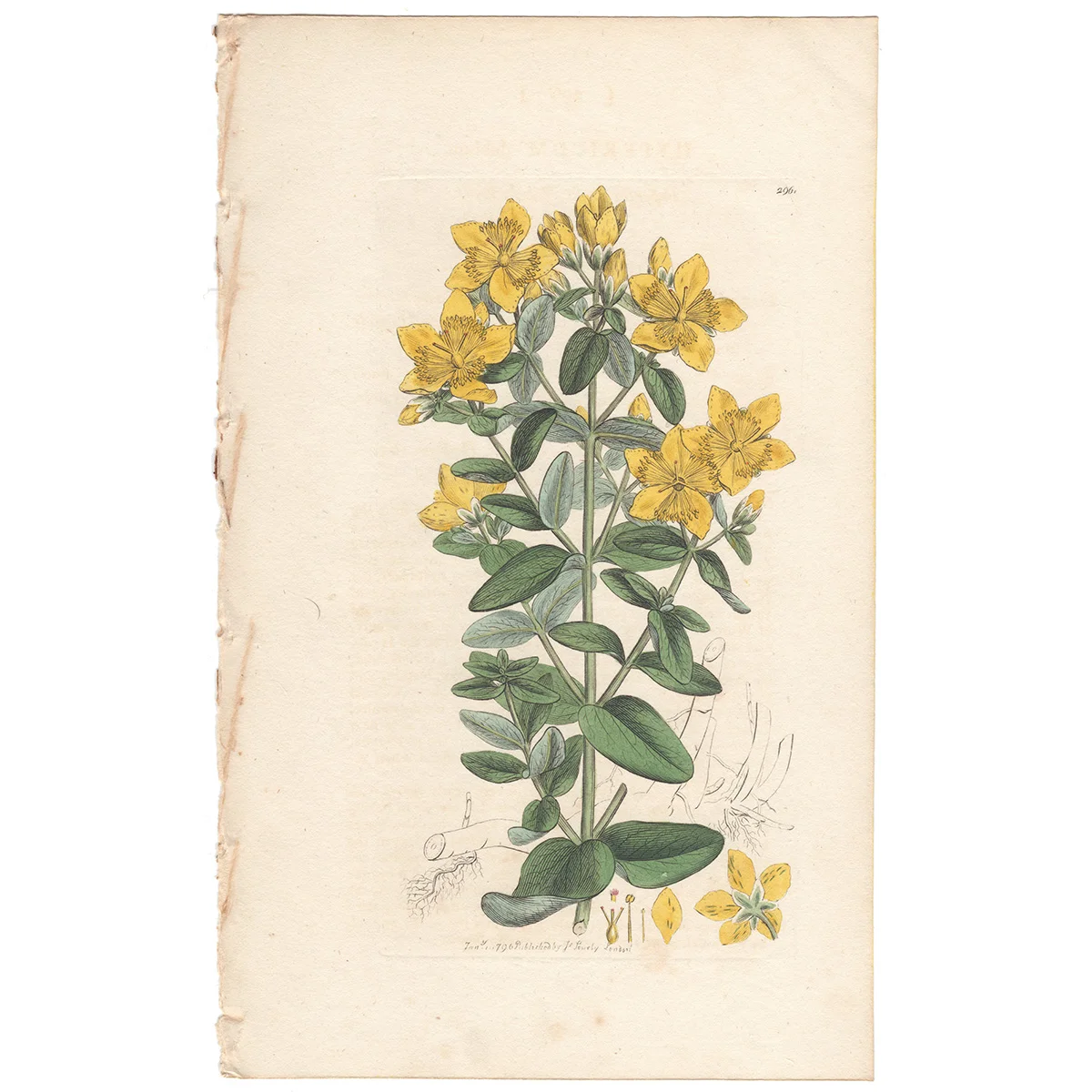 James Sowerby antique engraving Plate 296 Imperforate St. John's Wort