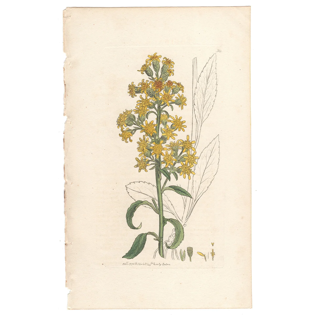 James Sowerby antique engraving Plate 301 Common Golden-rod