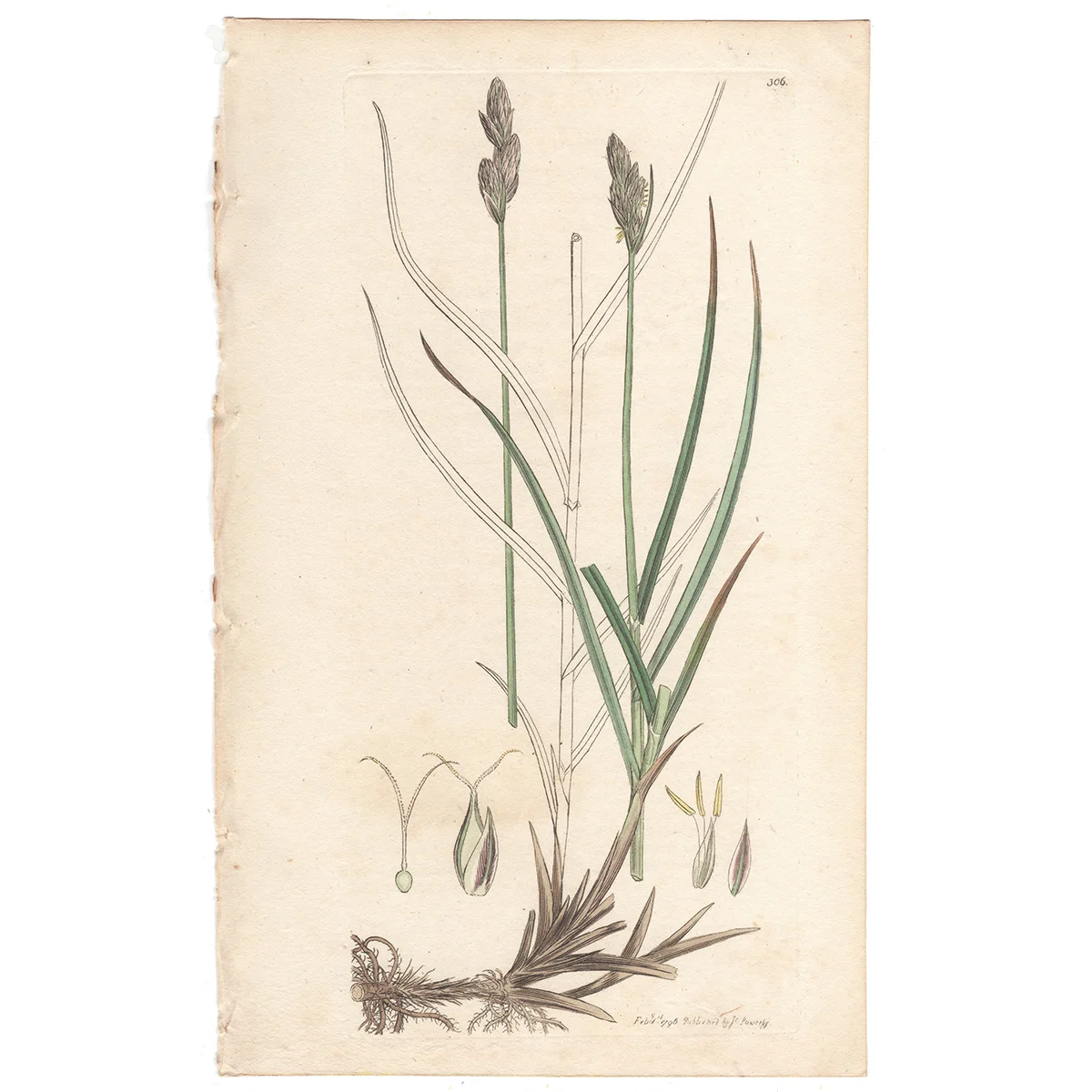James Sowerby antique engraving Plate 306 Oval-Spiked, or Naked Carex