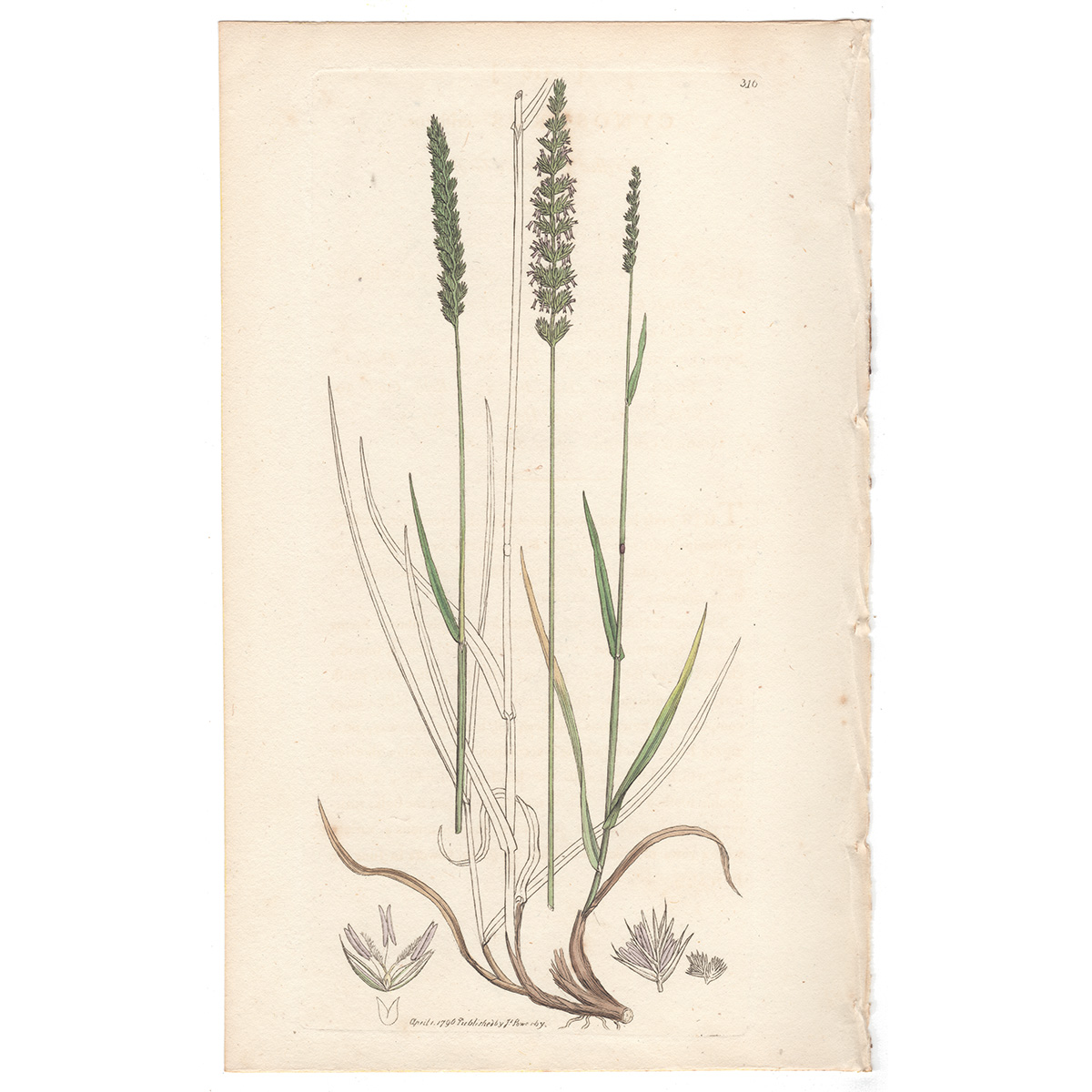 James Sowerby antique engraving Plate 316 Crested Dog's-tail Grass