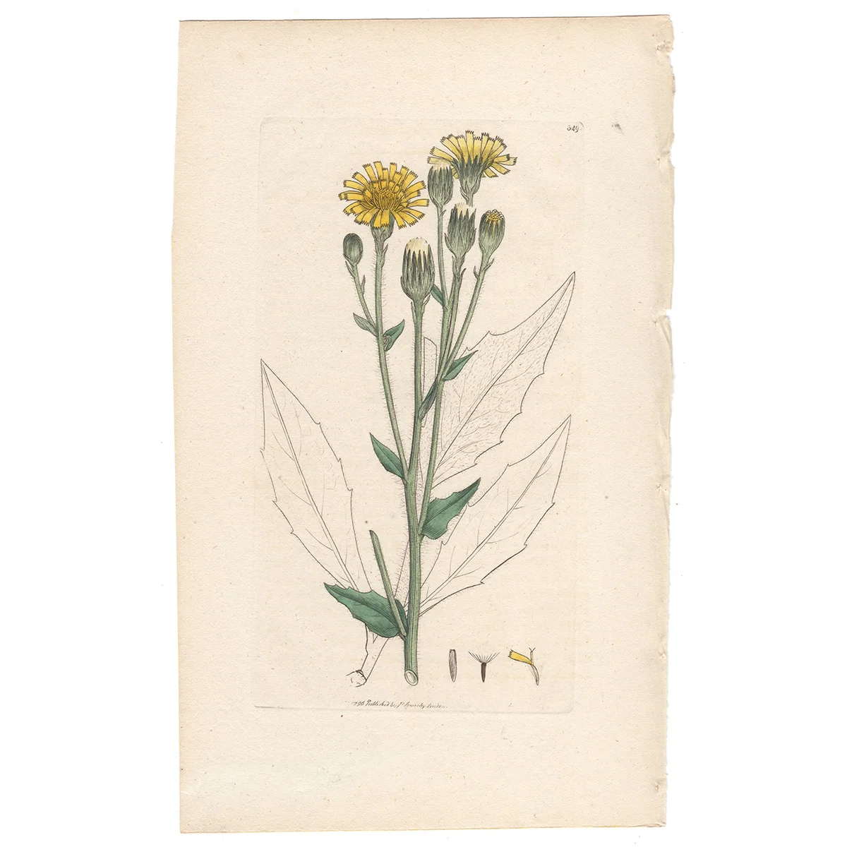 James Sowerby antique engraving Plate 349 Shrubby Hawkweed