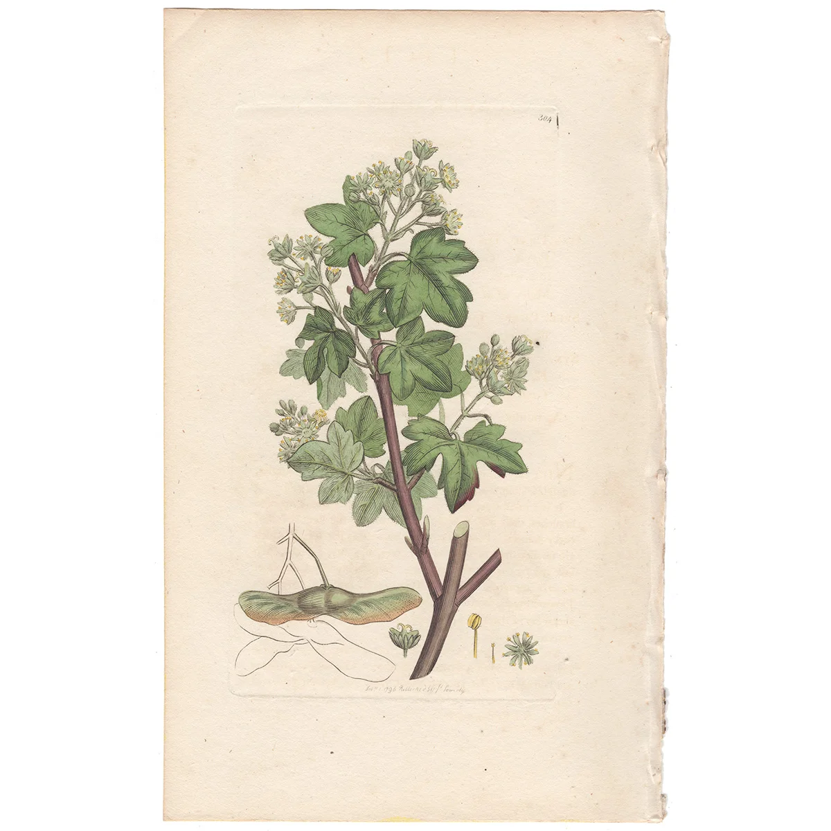 James Sowerby antique engraving Plate 304 Common Maple