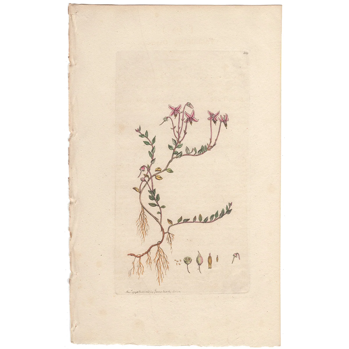 James Sowerby antique engraving Plate 319 Cranberry
