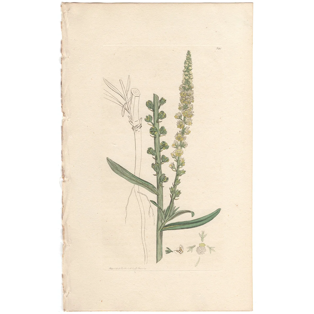 James Sowerby antique engraving Plate 320 Dyer's-weed, or Yellow-weed