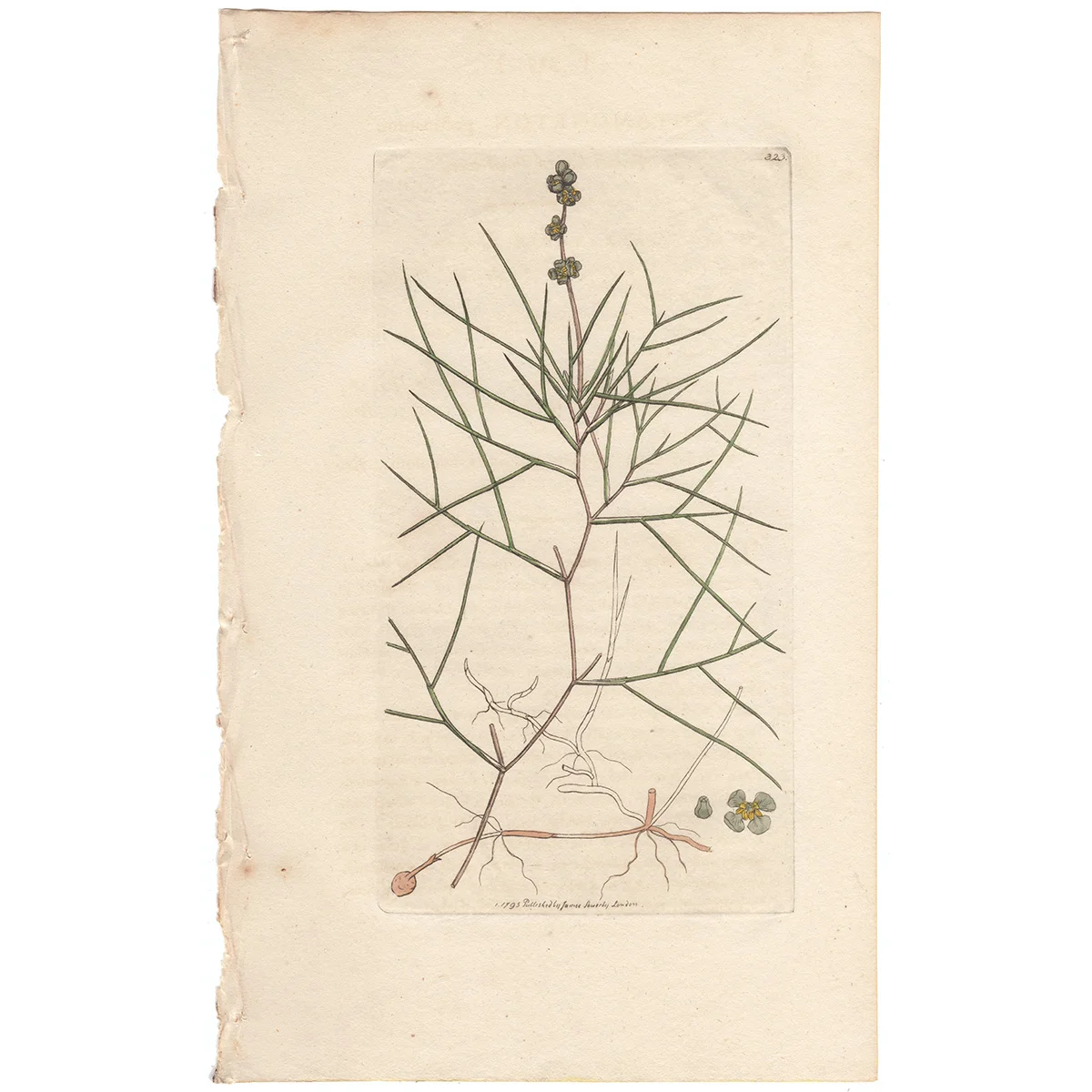 James Sowerby antique engraving Plate 323 Fennel-leaved Pond-weed