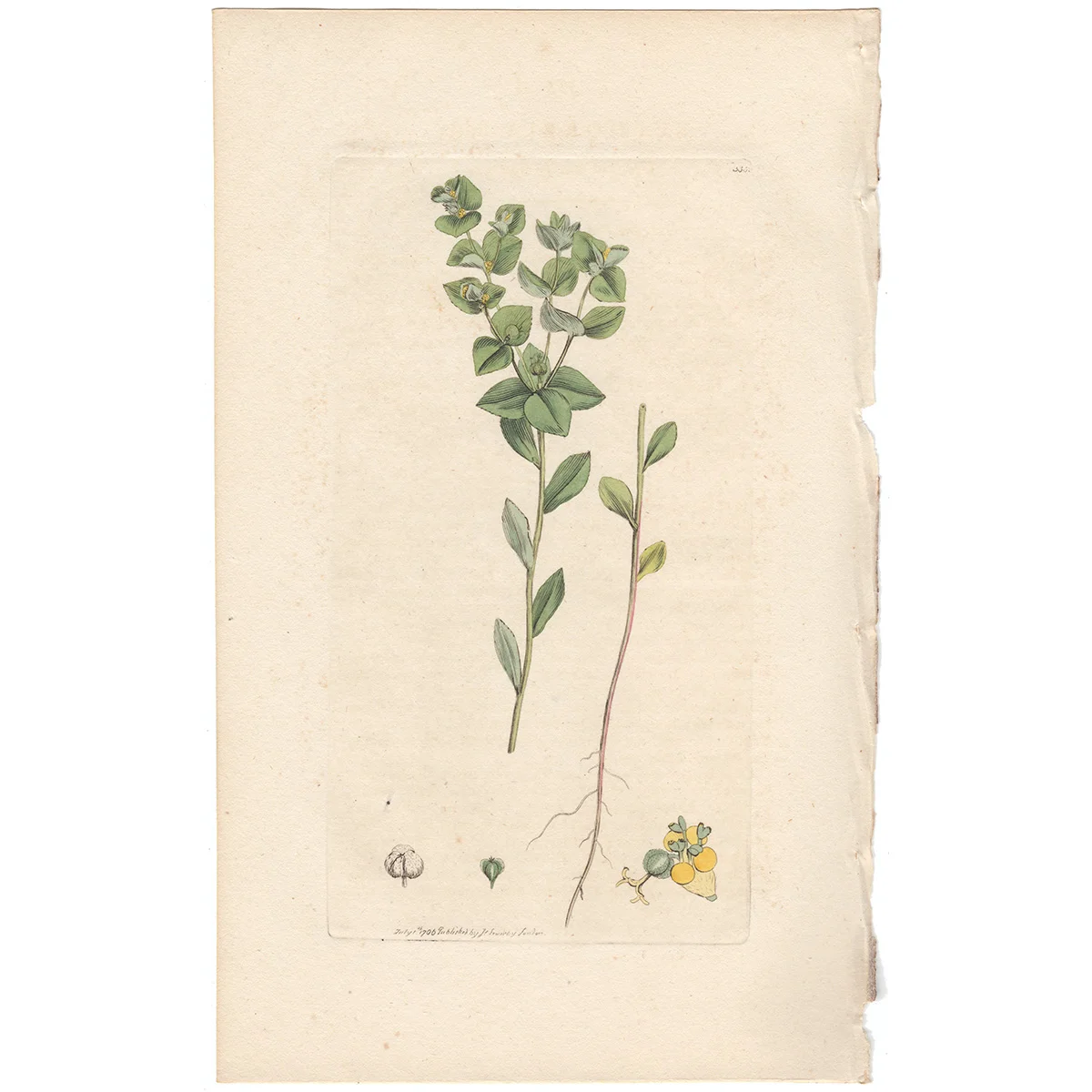 James Sowerby antique engraving Plate 333 Upright warty Spurge
