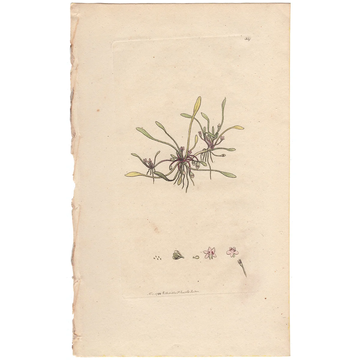 James Sowerby antique engraving Plate 357 Mudwort