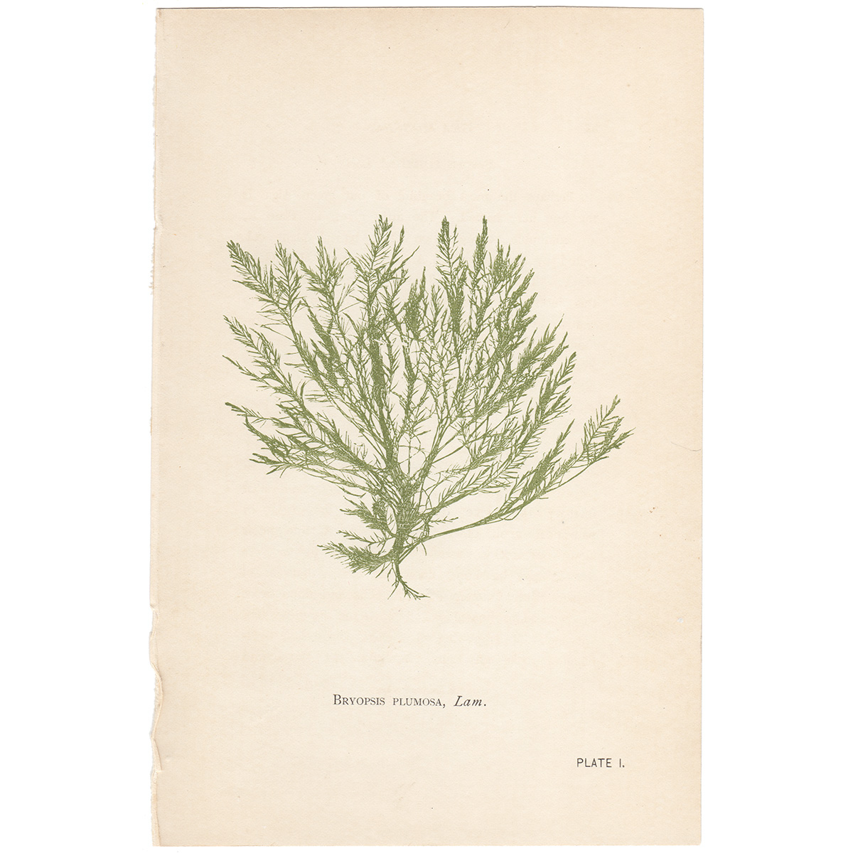 Hervey Plate 1 Bryopsis Plumosa