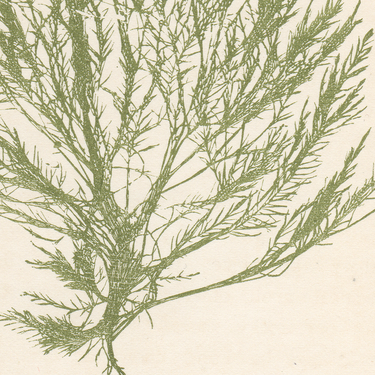 Hervey Plate 1 Bryopsis Plumosa