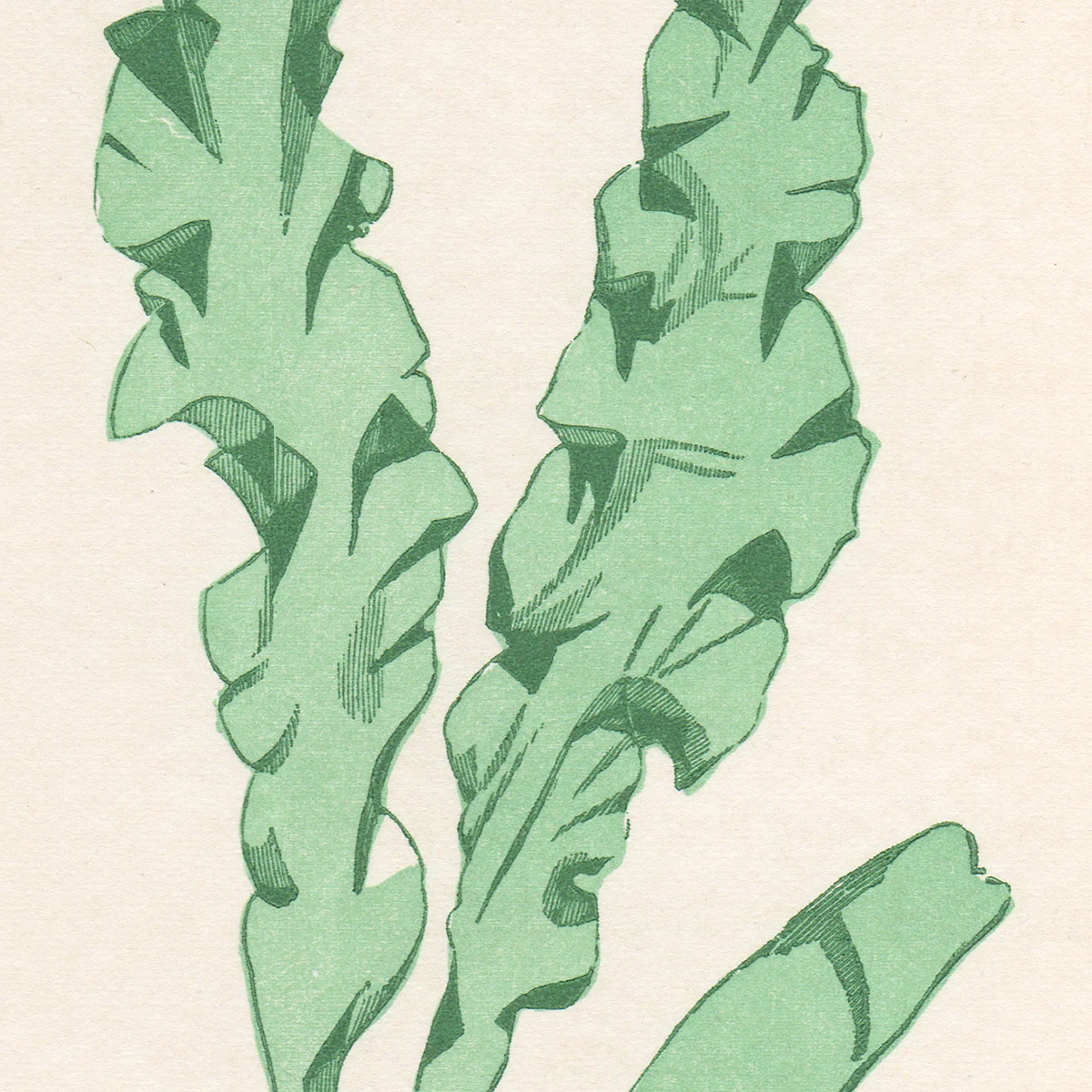Hervey Plate 2 Ulva Latissima, var. Linza