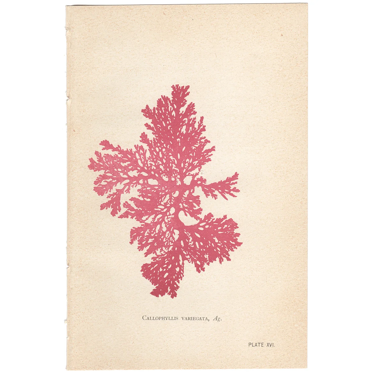 Hervey Plate 16 Callophyllis Variegata