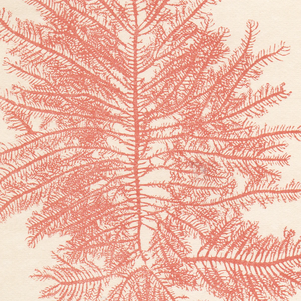 Hervey Plate 17 Ptilota Plumosa