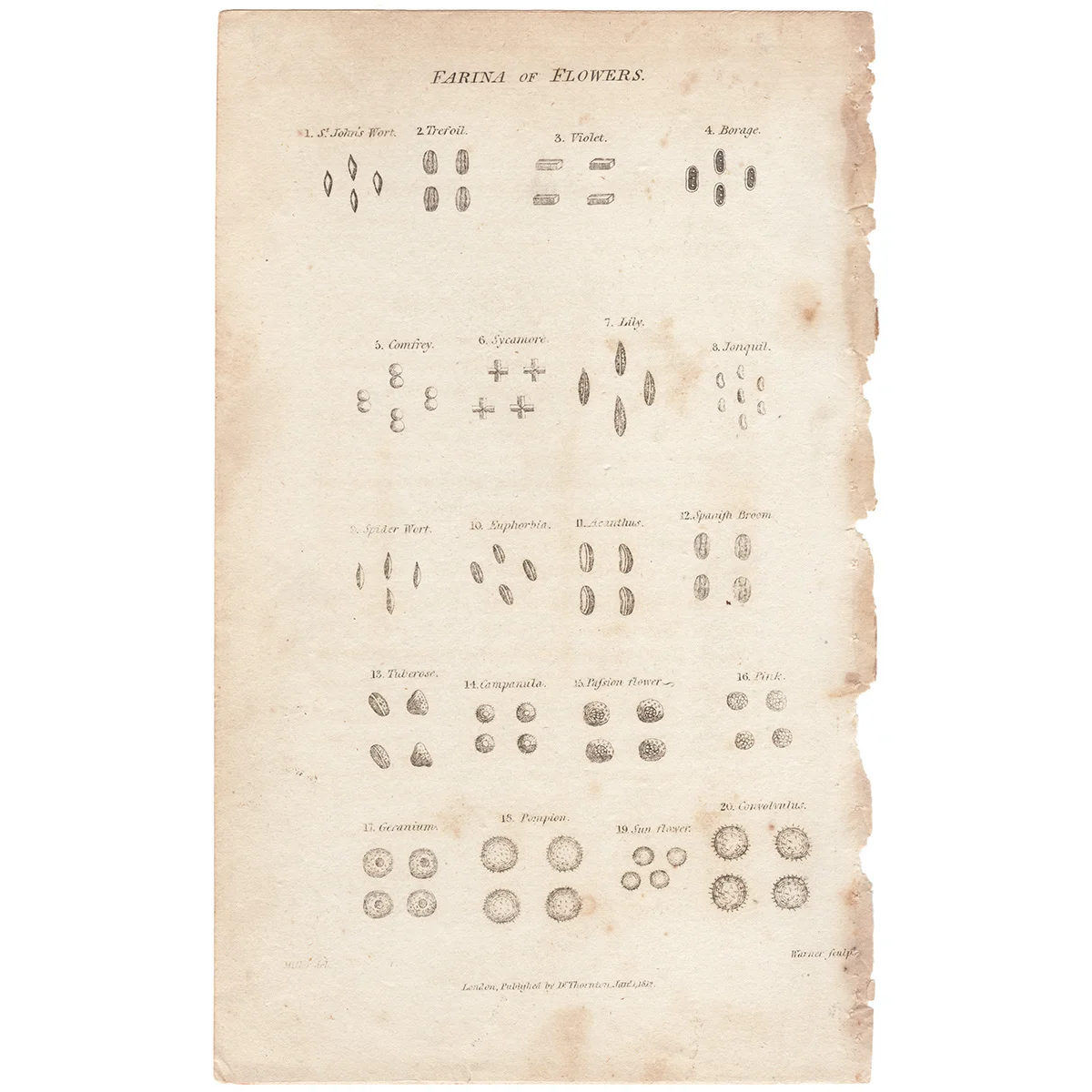 Thornton Plate 1 Farina of Flowers