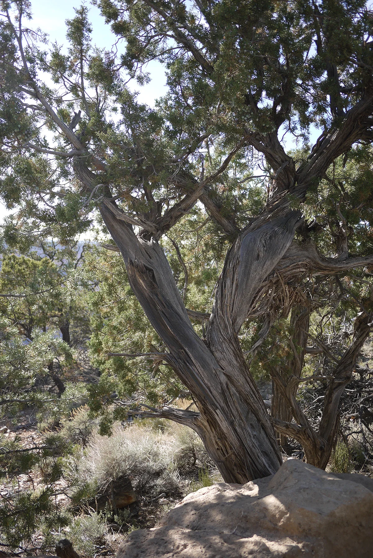 GrandCanyon-071.jpg
