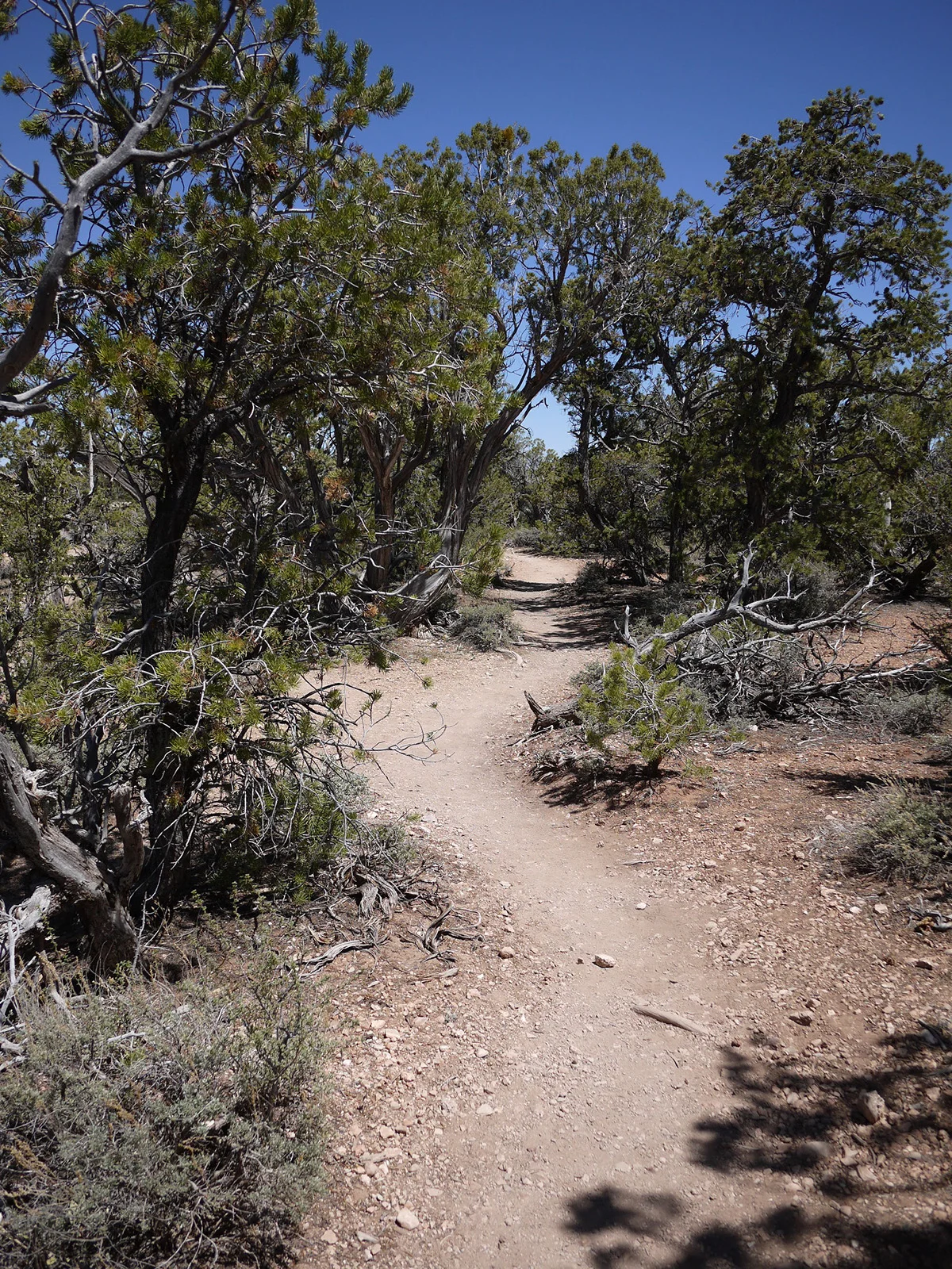 GrandCanyon-121.jpg