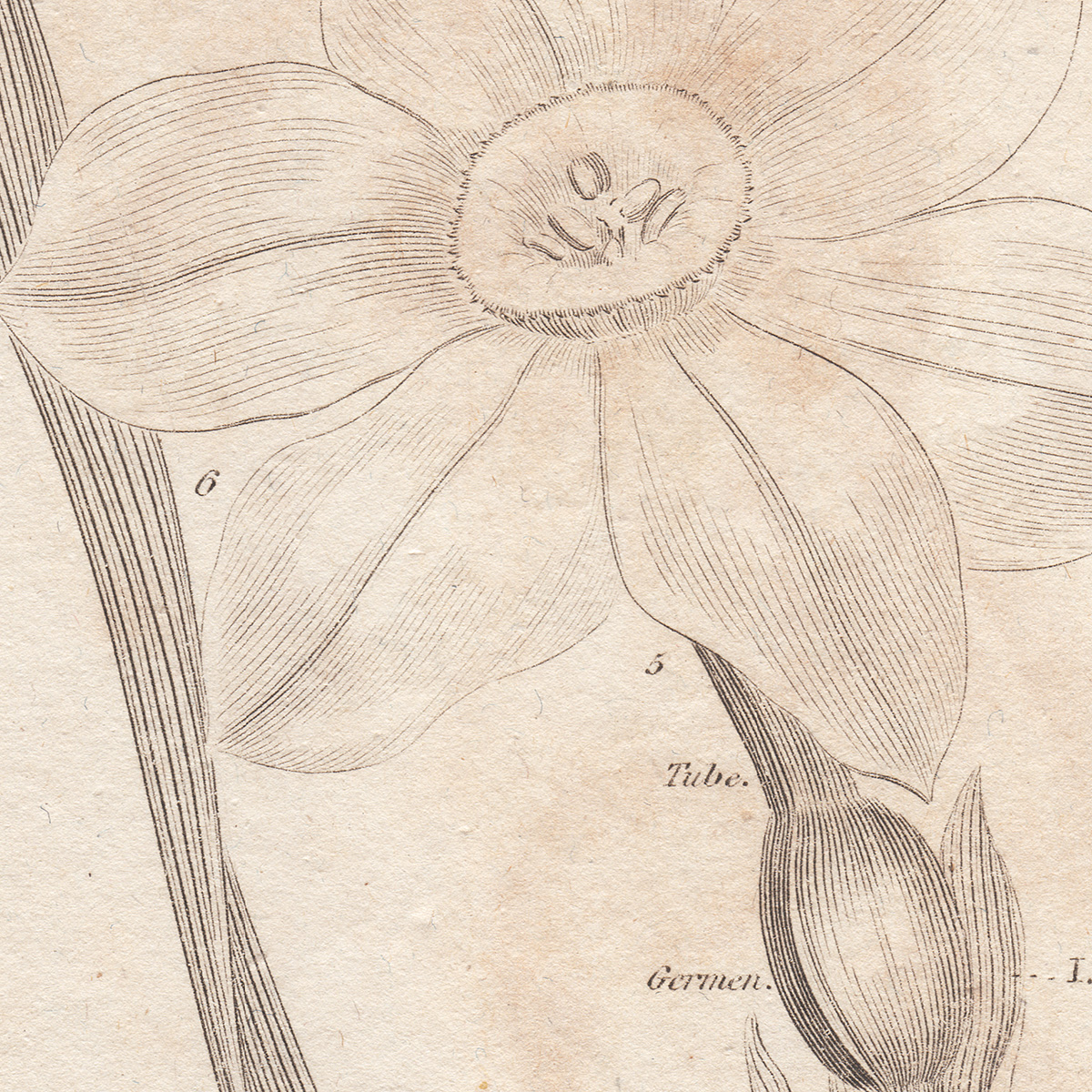 Thornton Plate 8 Poetic Narcissus