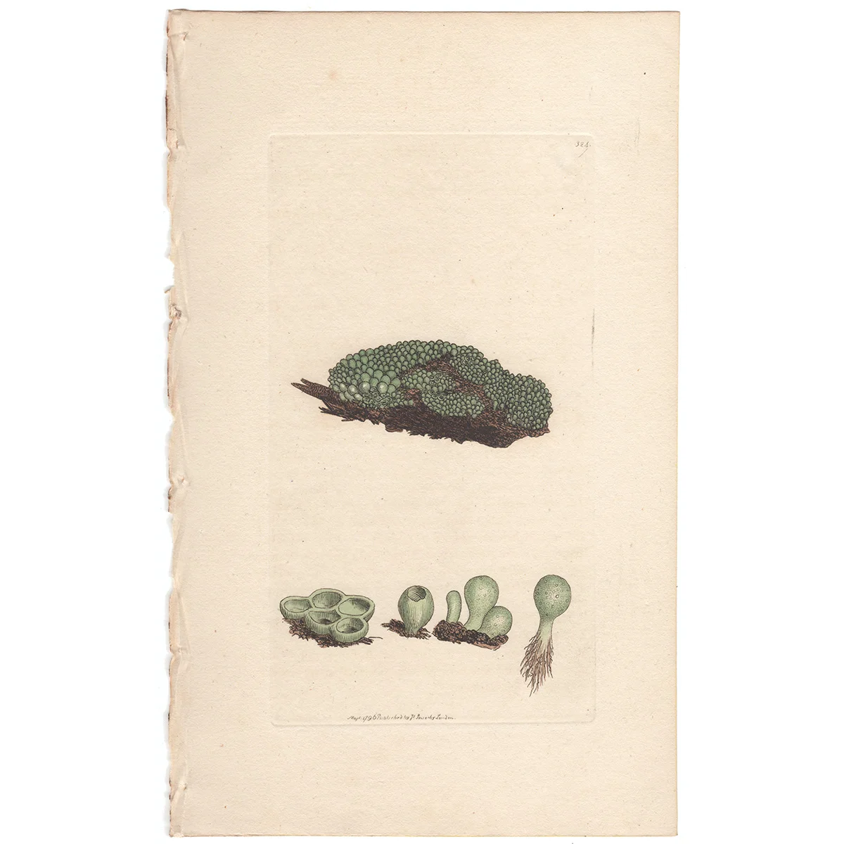 Sowerby Plate 324 Granulated Tremella