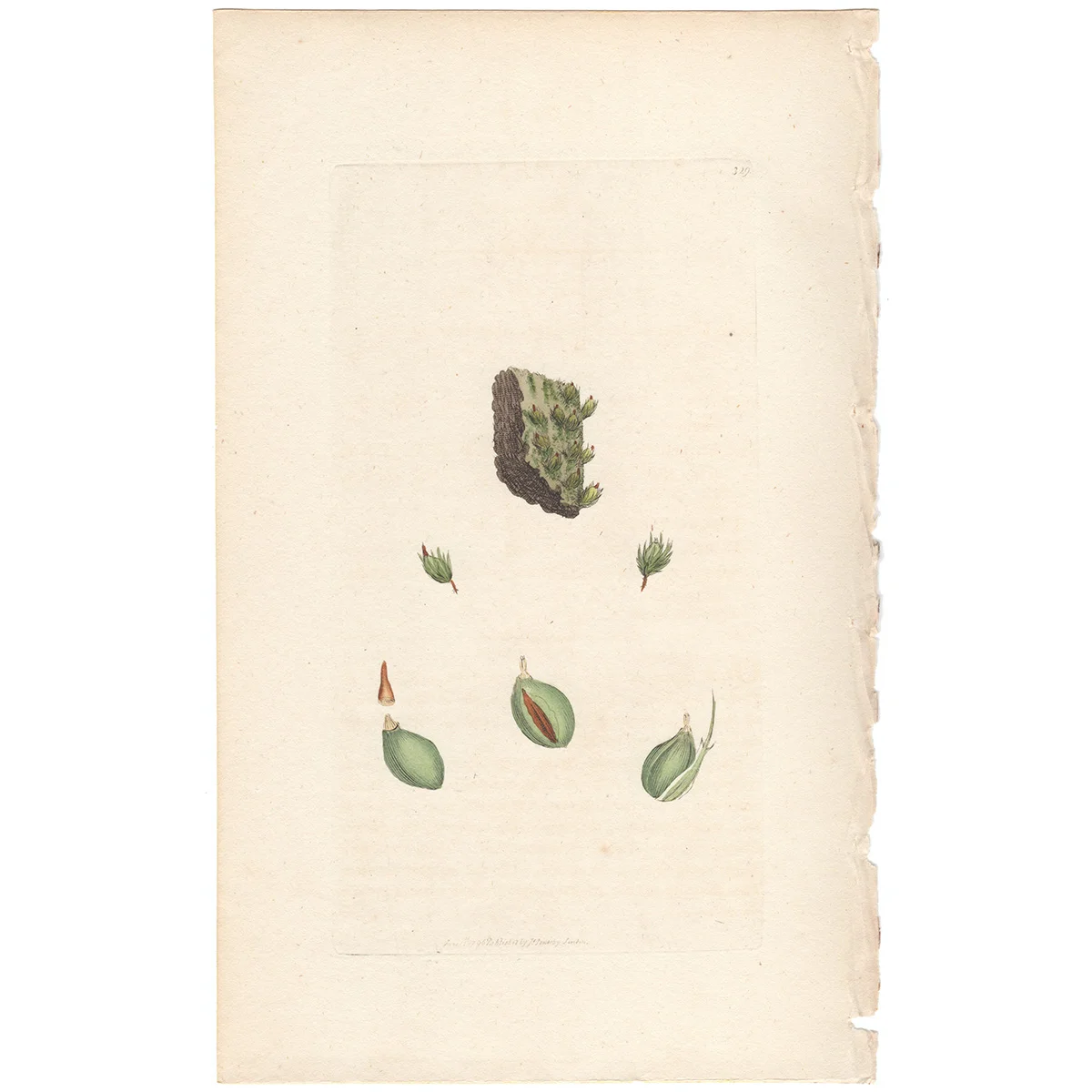 Sowerby Plate 329 Leafy Buxbaumia