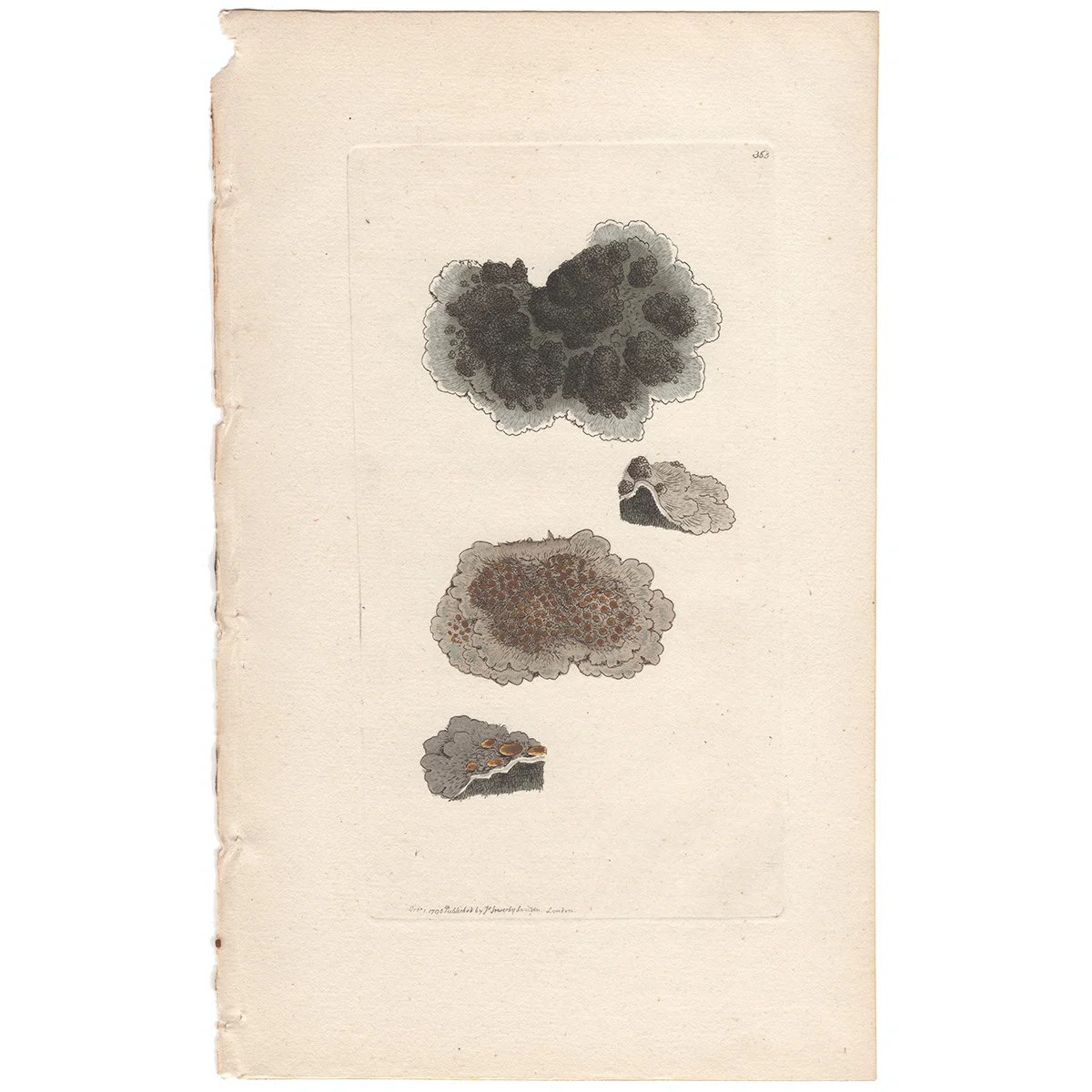 Sowerby Plate 353 Lead-coloured Spongy Lichen