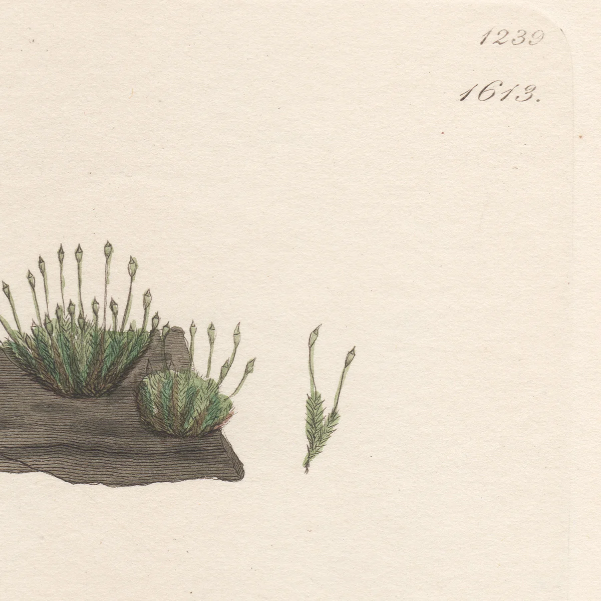 Sowerby Plate 1613 Lesser Yoke-Moss