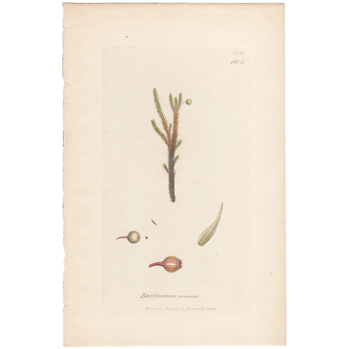 SowerbyVol8-1604-1.jpg