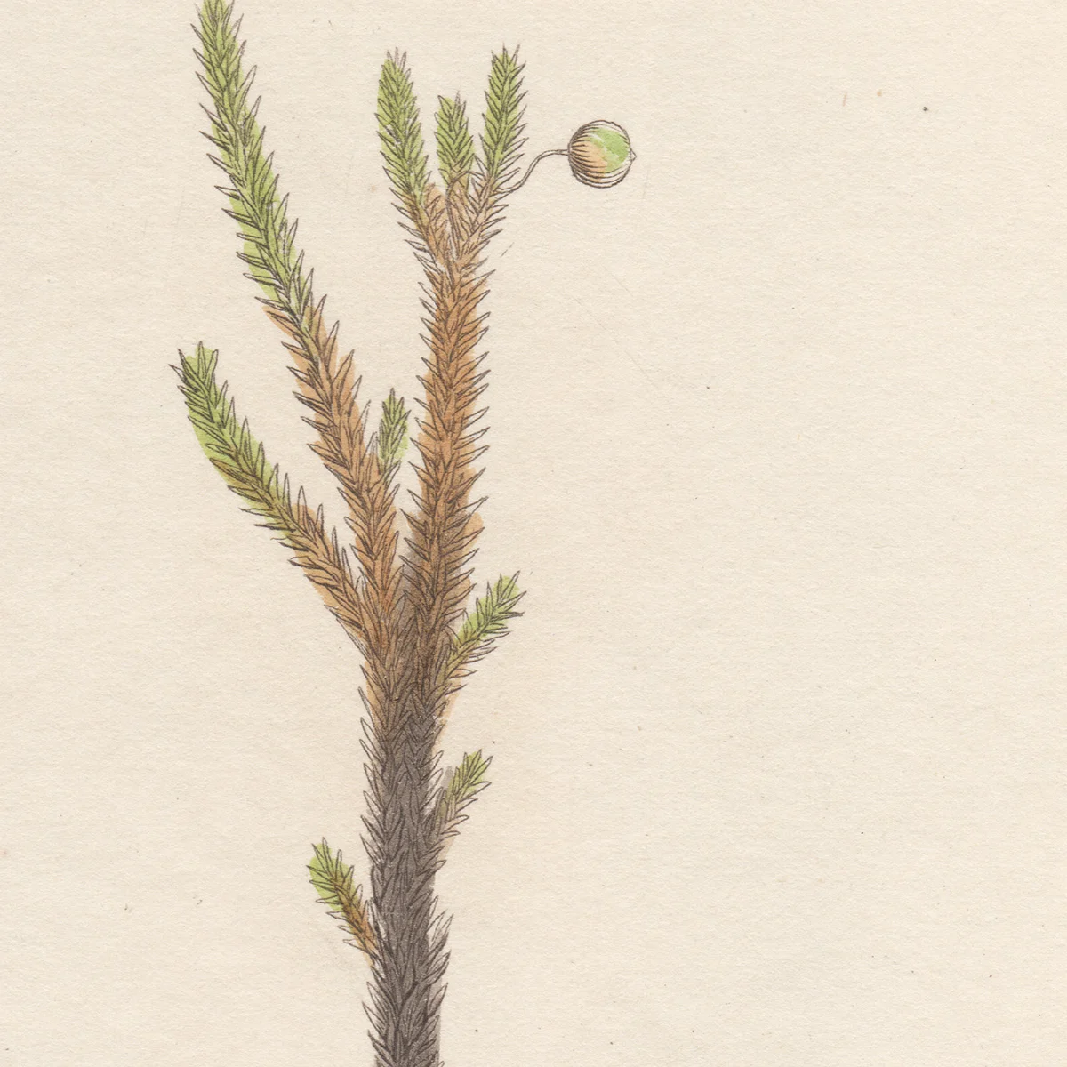 SowerbyVol8-1604-2.jpg