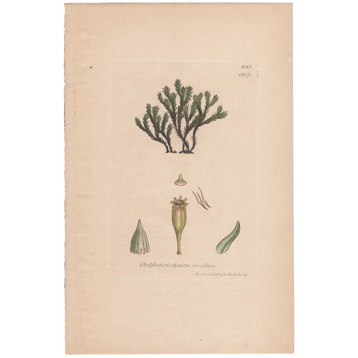 Sowerby Plate 1617 River Bristle-Moss