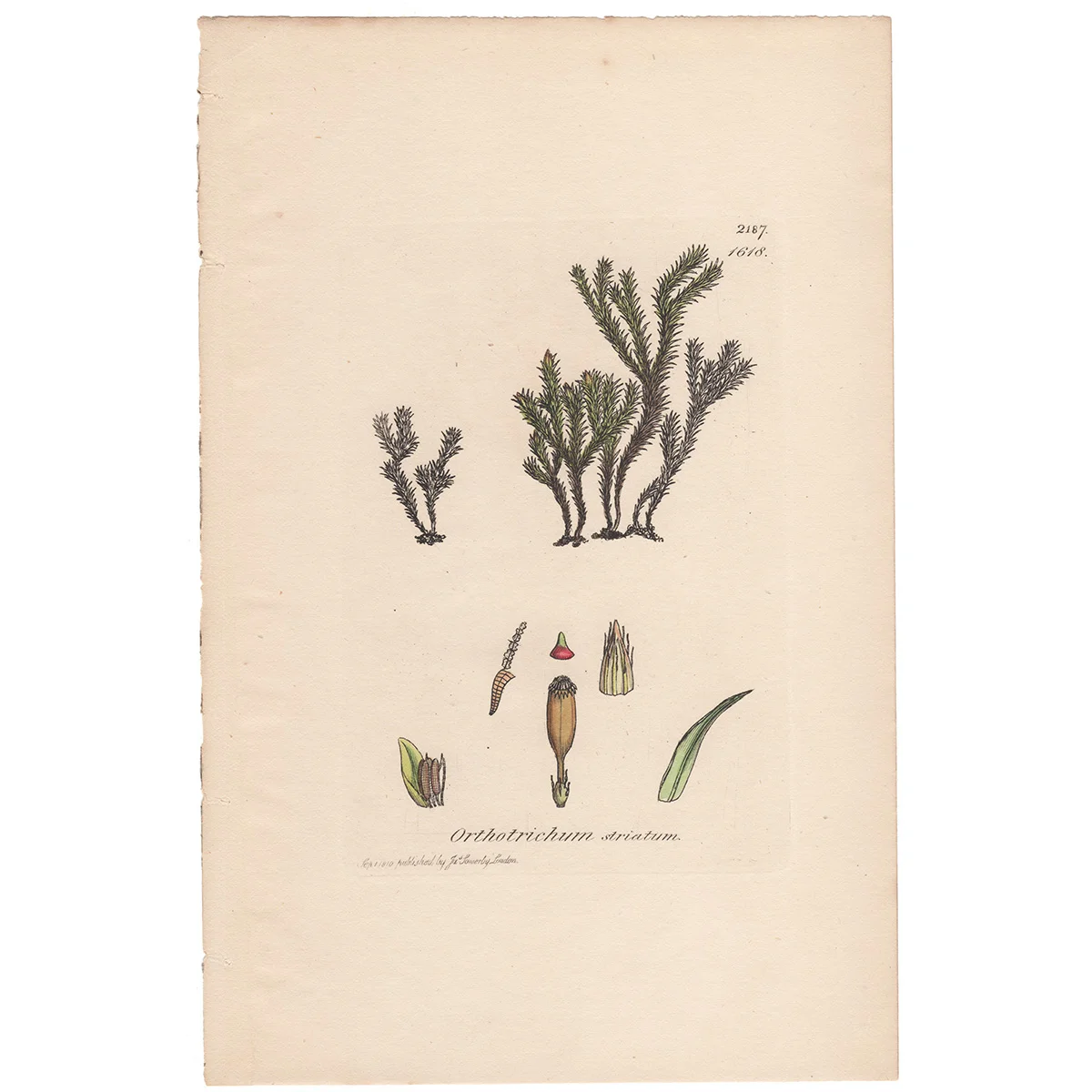 Sowerby Plate 1618 Common Bristle-Moss