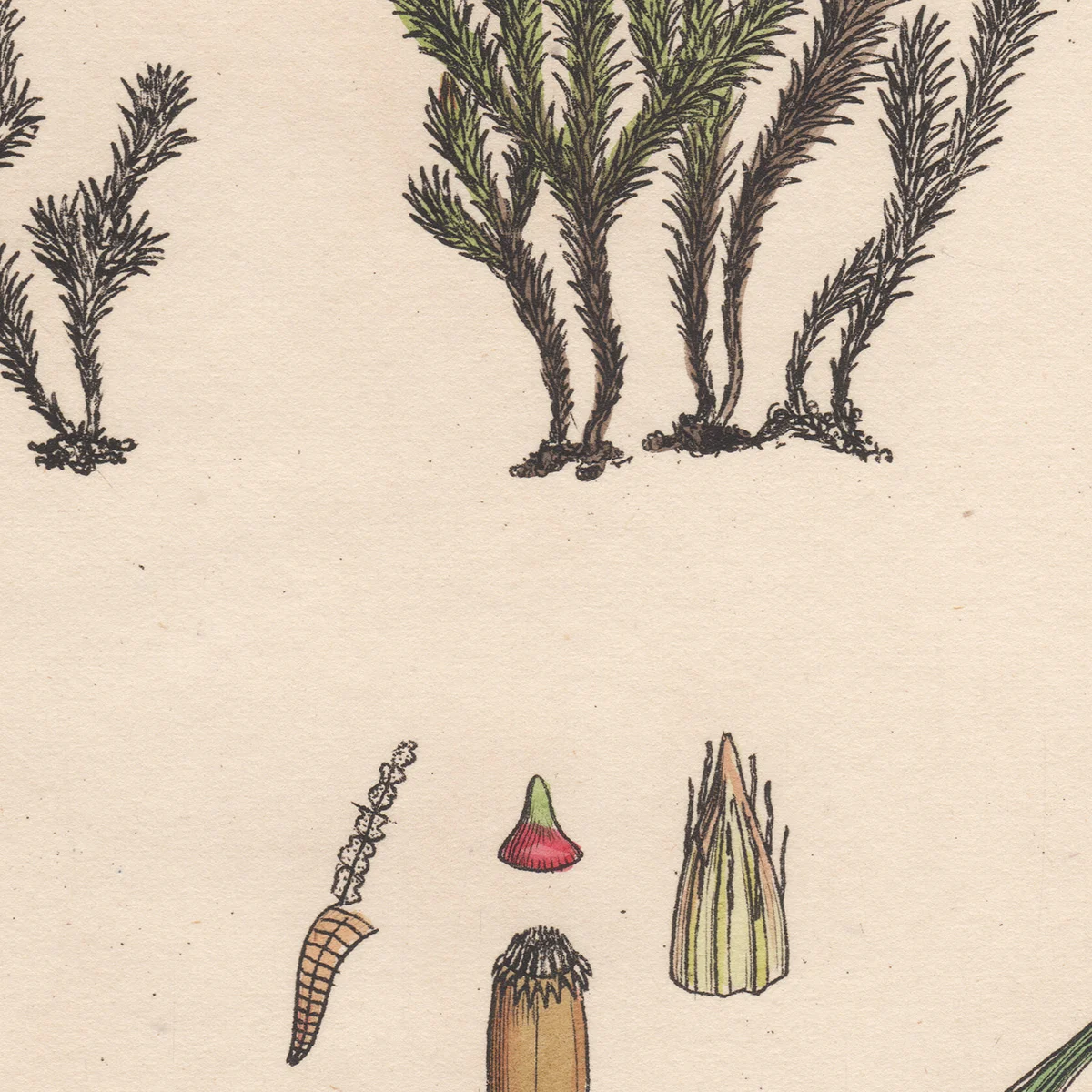 Sowerby Plate 1618 Common Bristle-Moss
