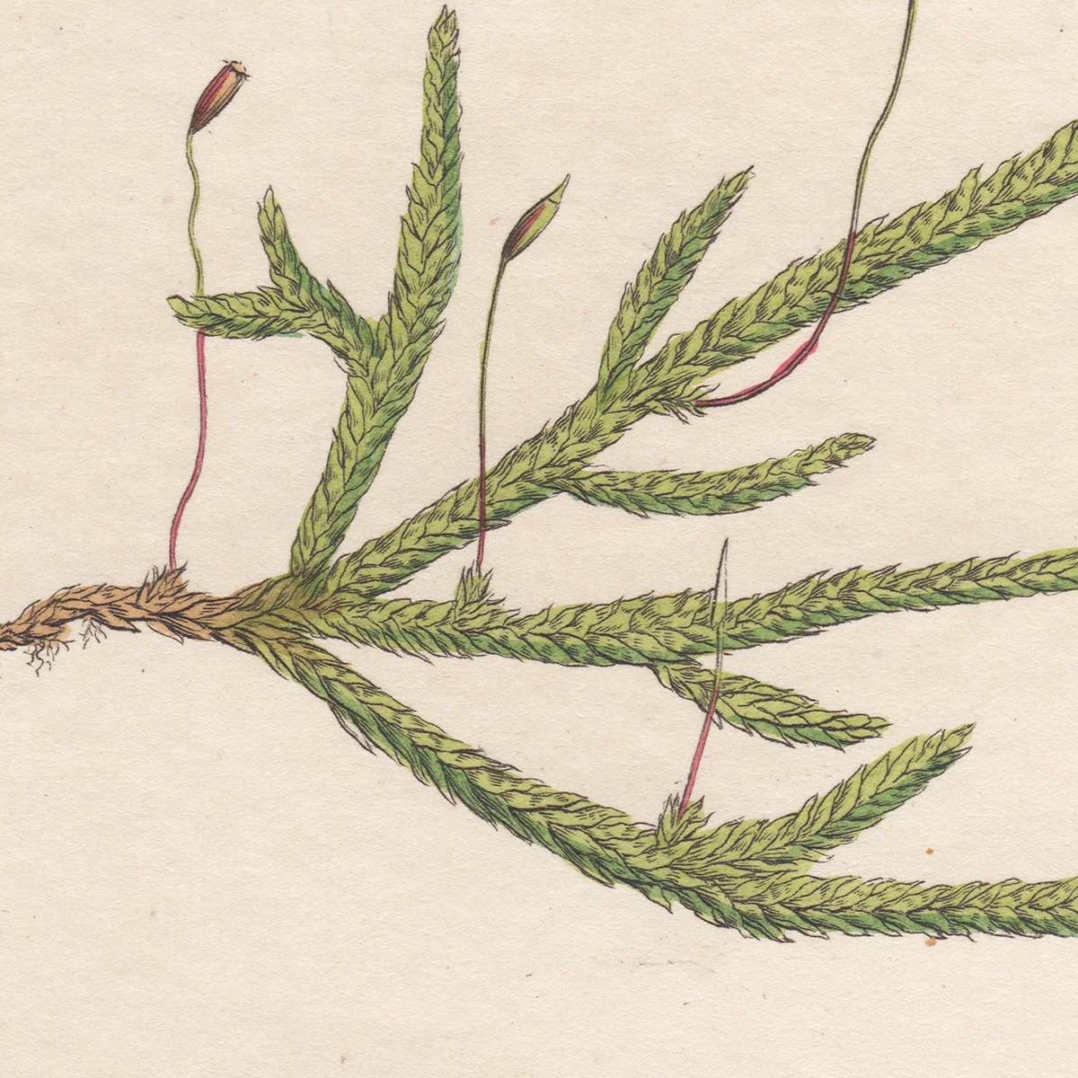 Sowerby Plate 1516 Waved Feather-Moss