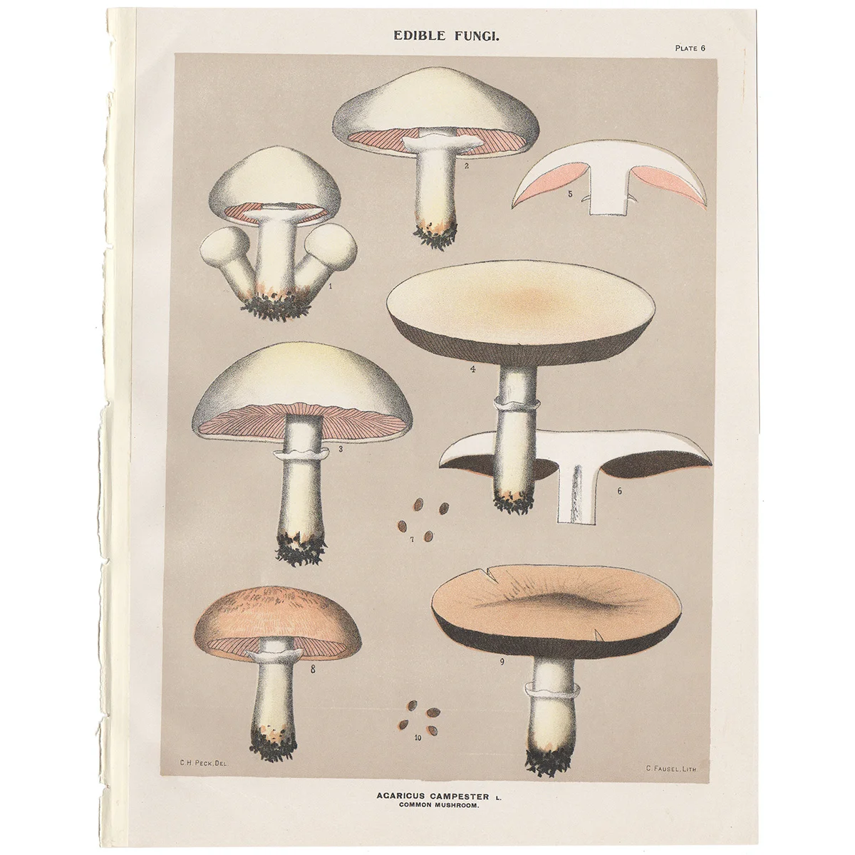 Peck Plate 6 Common Mushroom - Edible Fungi