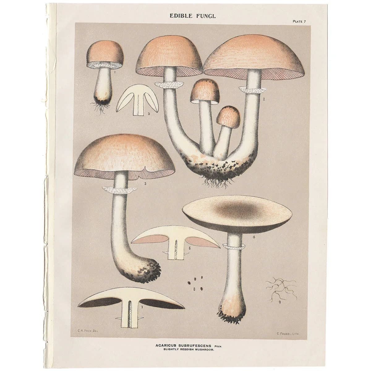 Peck Plate 7 Slightly Reddish Mushroom - Edible Fungi