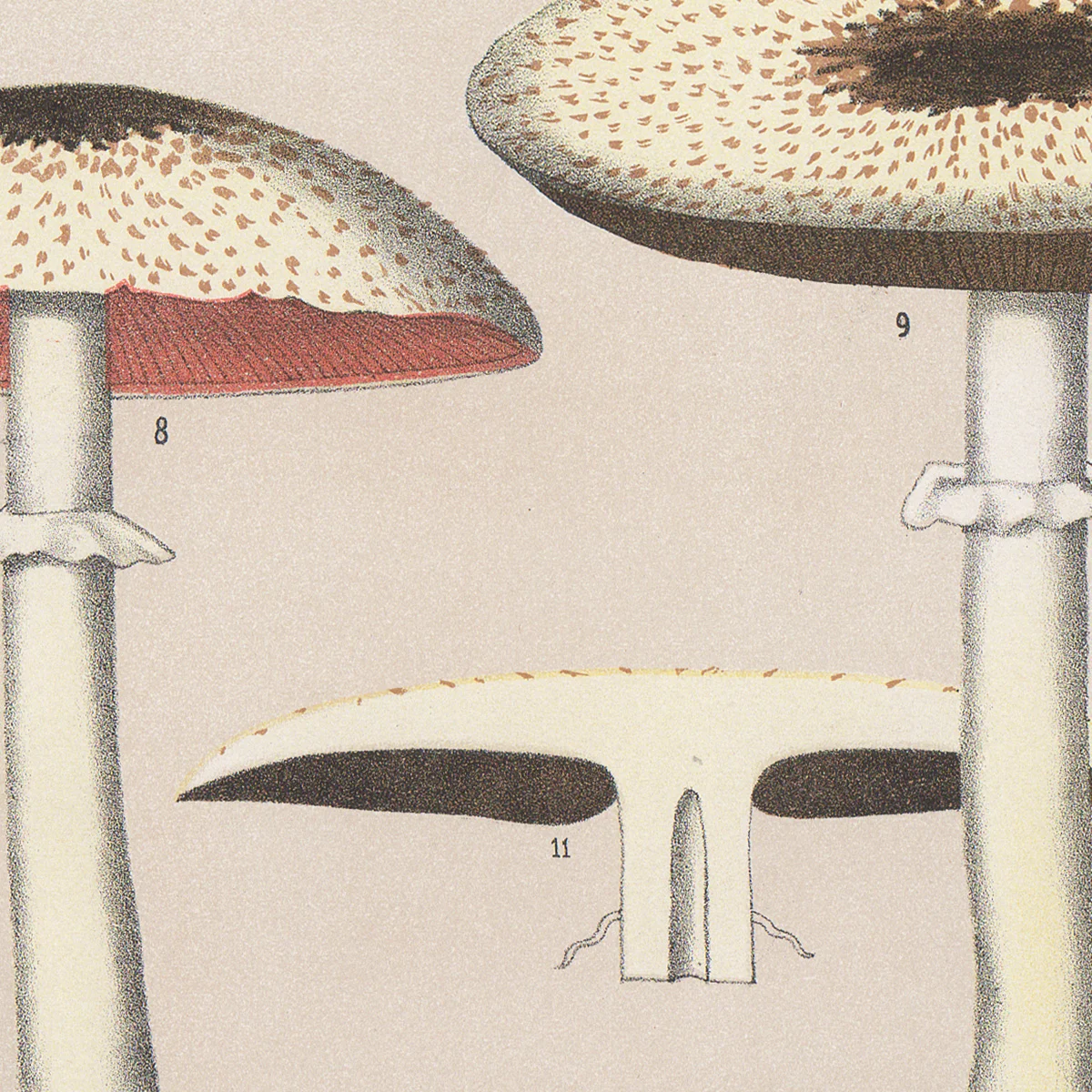 Peck Plate 9 Rodman's Mushroom, Flat-Cap Mushroom - Edible Fungi