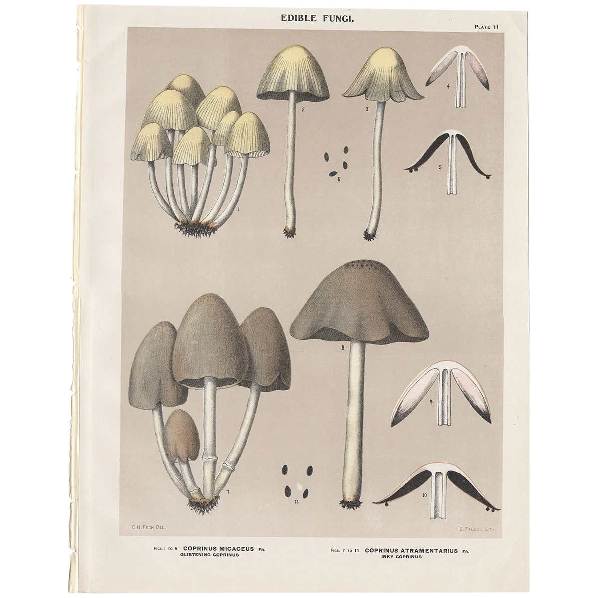 Peck Plate 11 Glistening Coprinus, Inky Coprinus - Edible Fungi