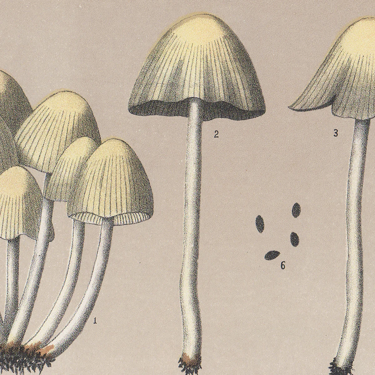 Peck Plate 11 Glistening Coprinus, Inky Coprinus - Edible Fungi