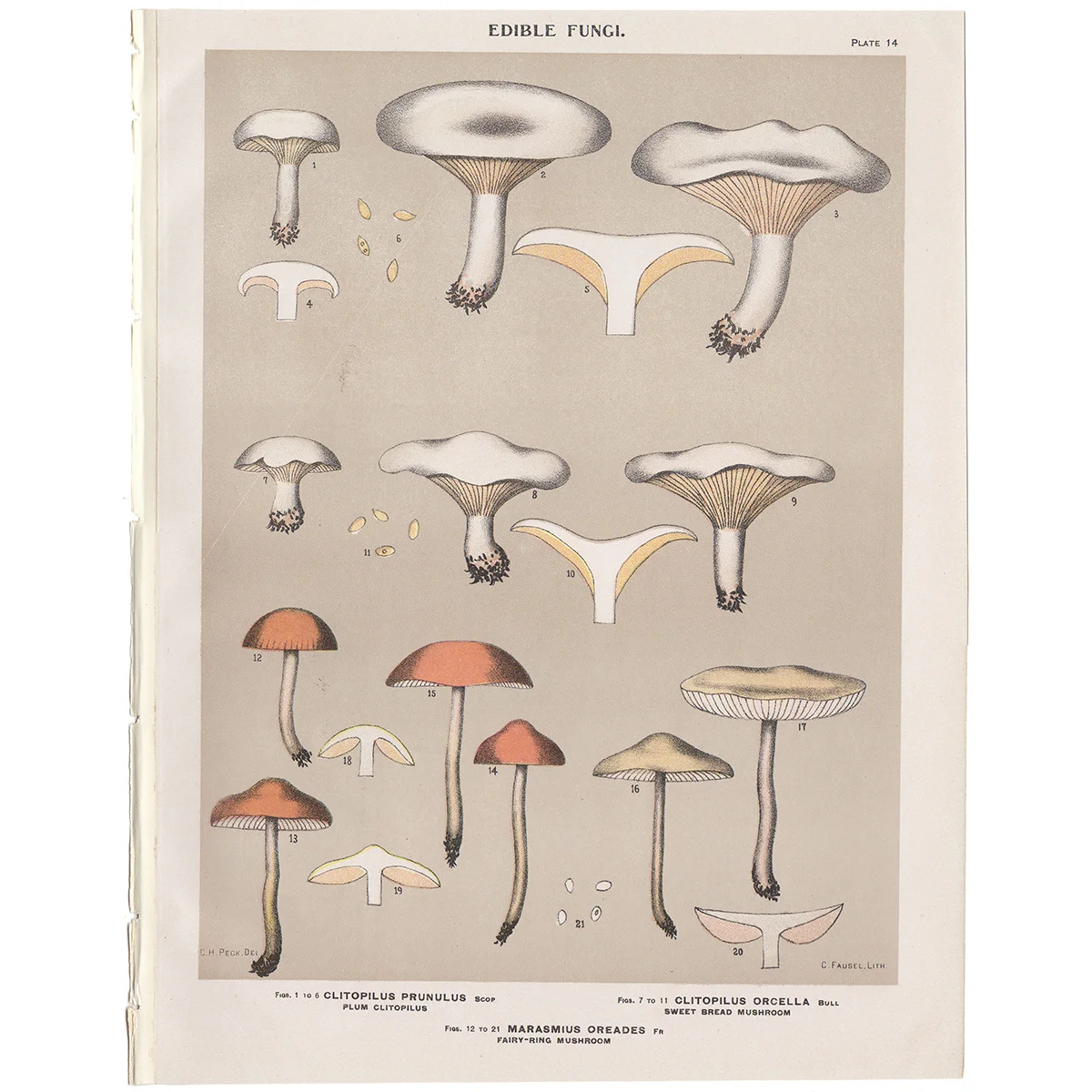 Peck Plate 14 Plum Clitopilus, Sweet Bread, Fairy-Ring Mushroom - Edible Fungi