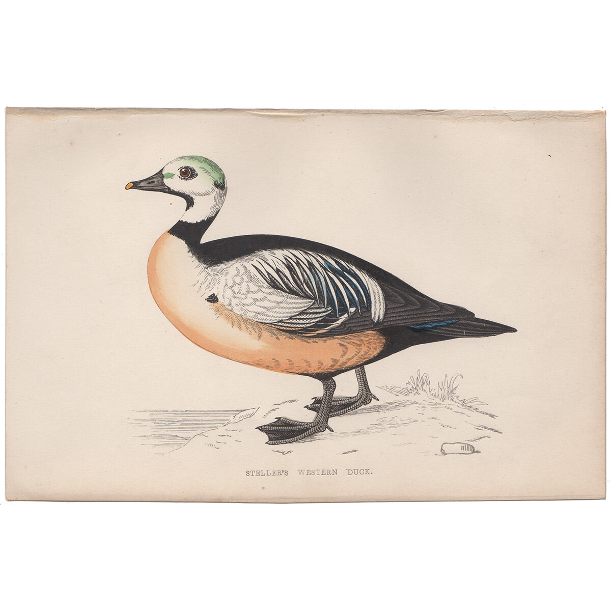 Morris's British Birds Antique colour print 1870 old Pintail 