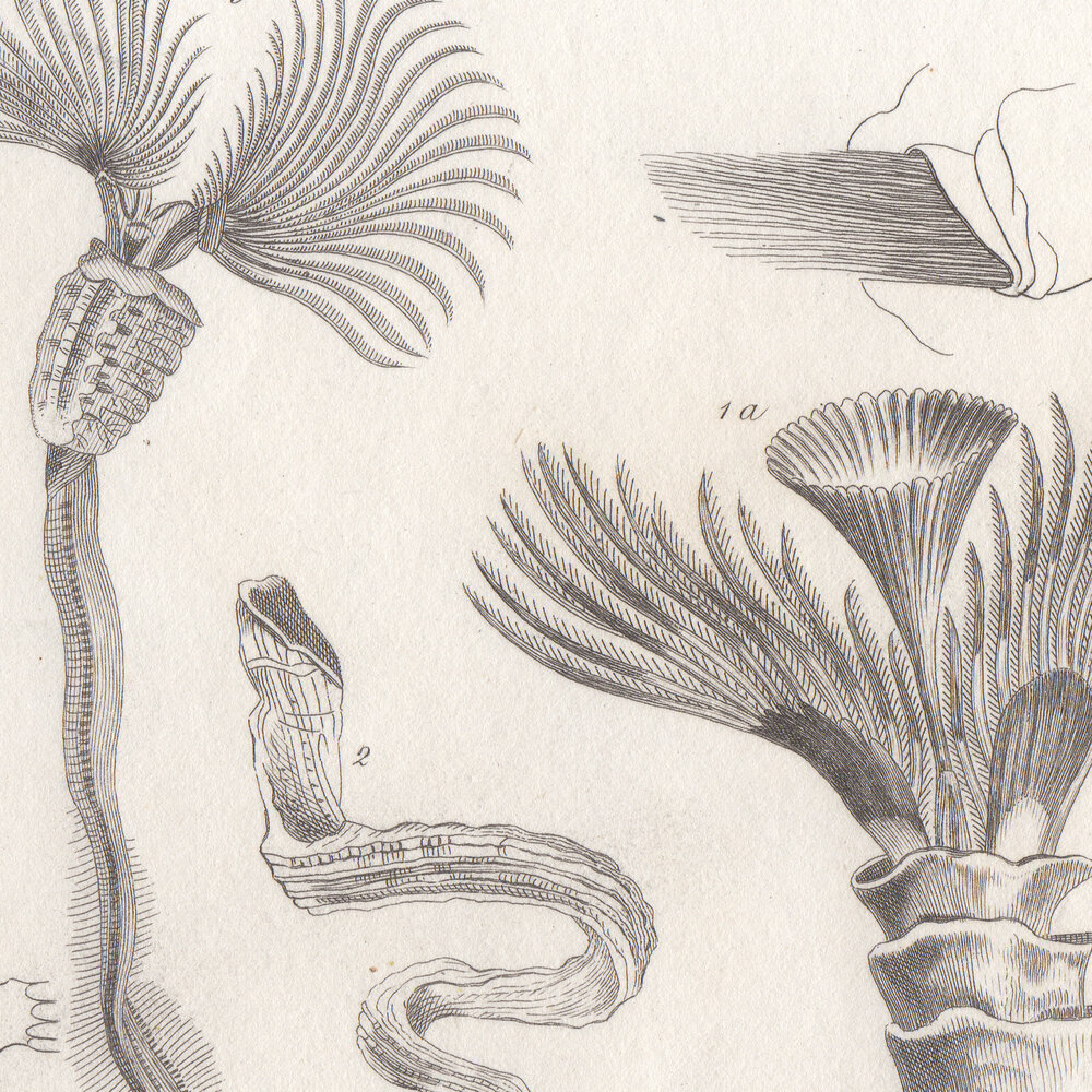 Cuvier Animal Kingdom Annelida Plate 8 — Summer Weeds