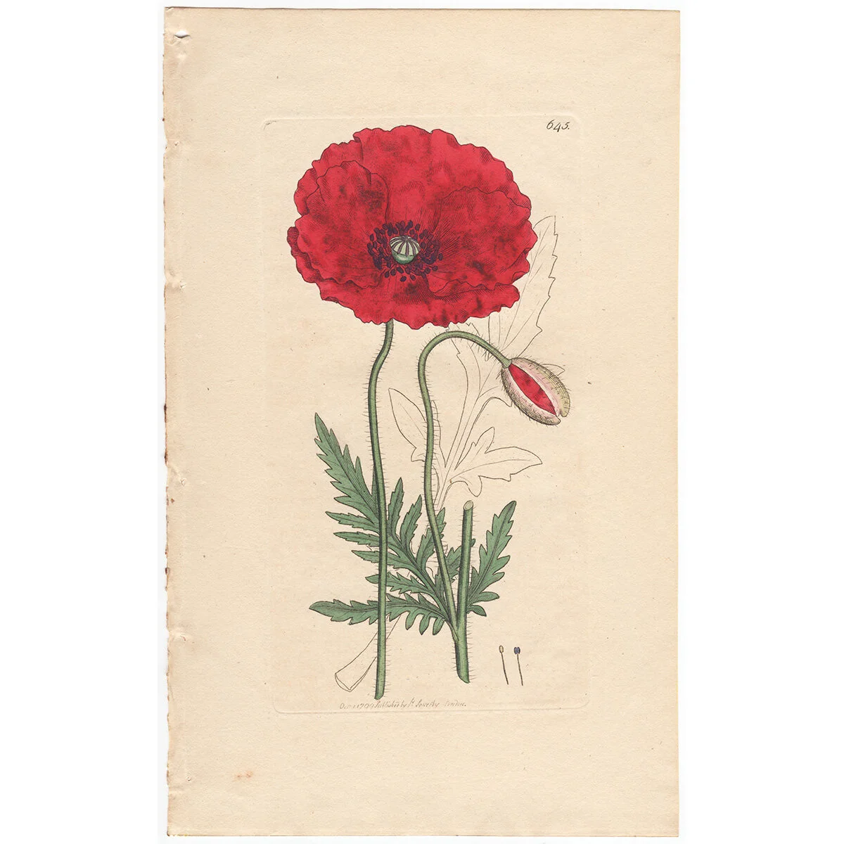 деления лазящая цветок жёлтая. ботаника на английском. ботаника на английском. ботаника на английском. Farm weeds книга ботаника.