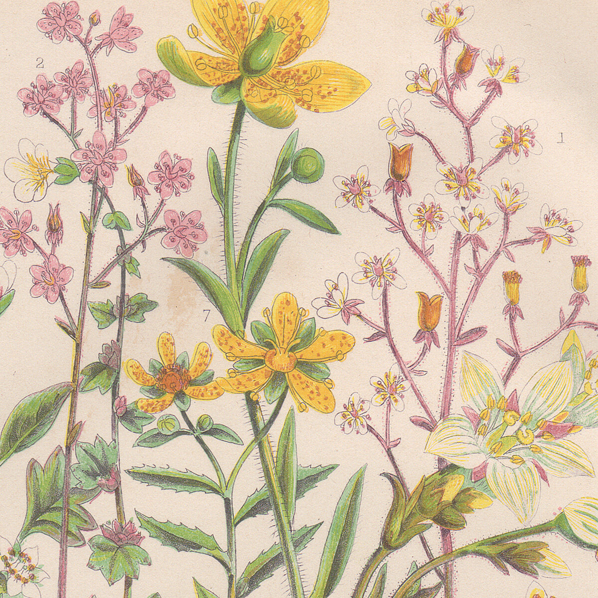 Anne Pratt Plate 82 Saxifrage — Summer Weeds