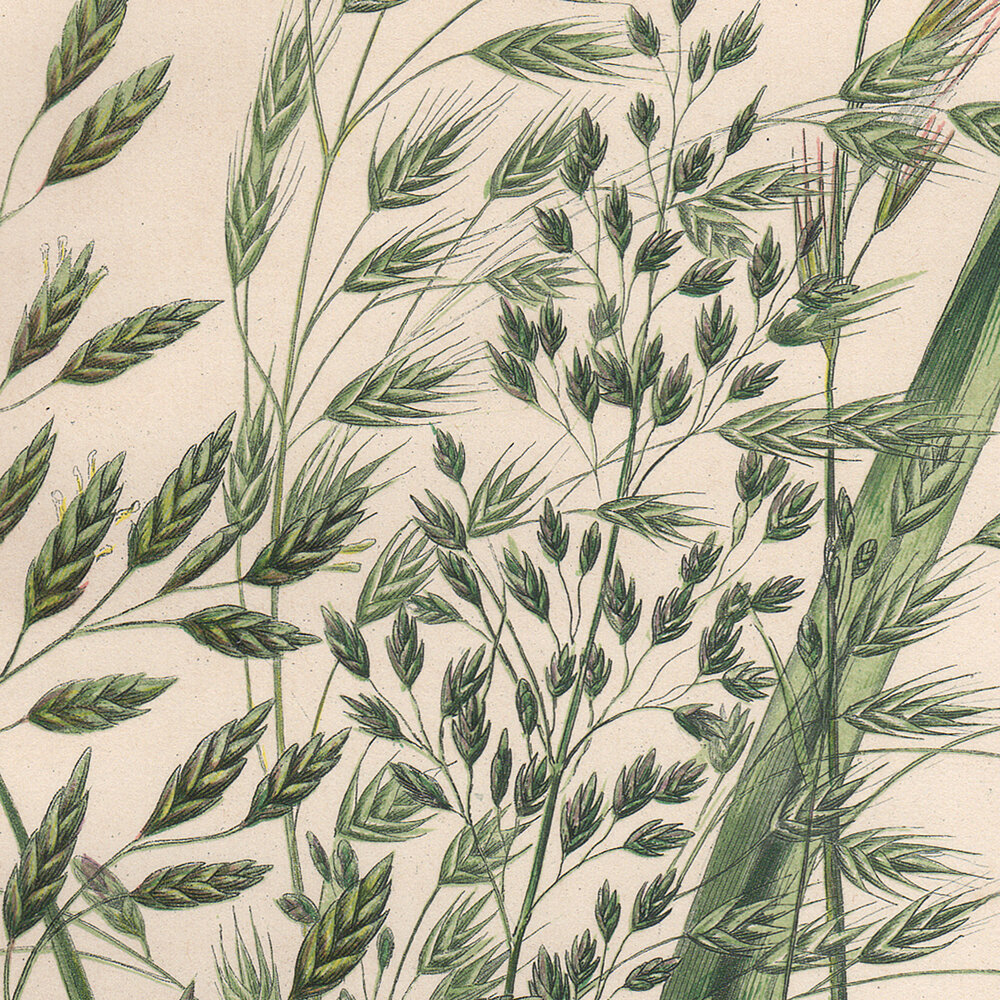 Anne Pratt Plate 263 Single Glumed Fescue Grass, Barren Fescue Grass —  Summer Weeds