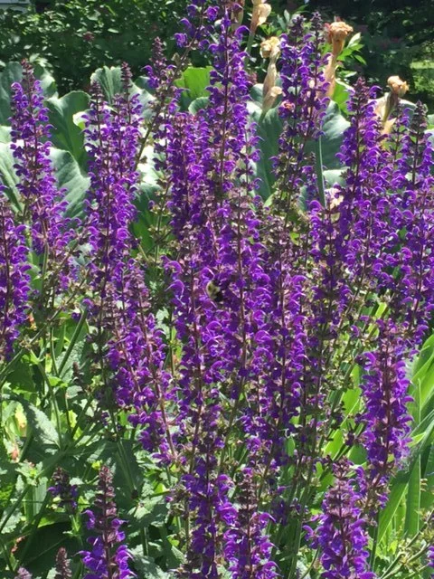Tea Service at The Billings Estate Museum
