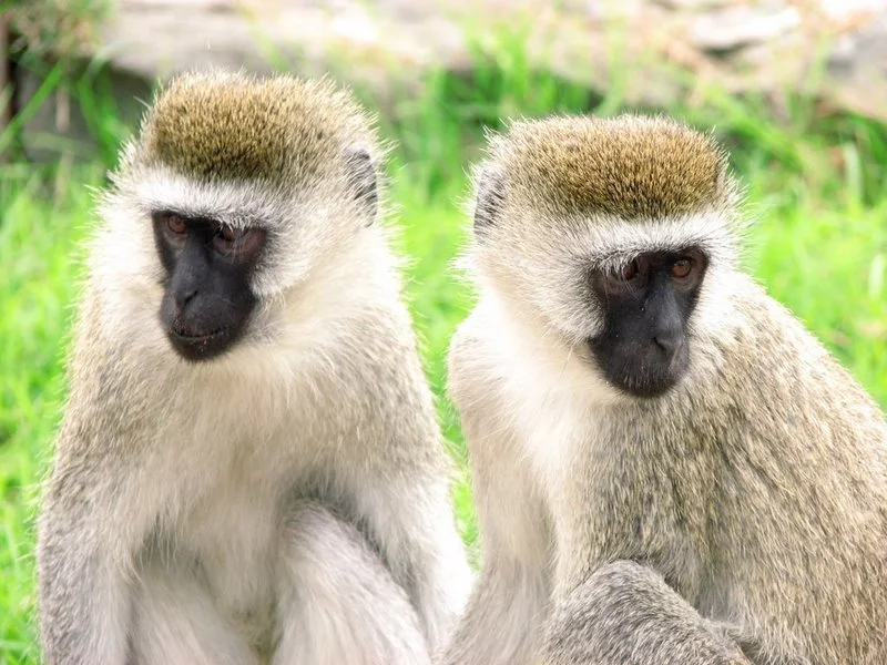 Vervet Monkeys