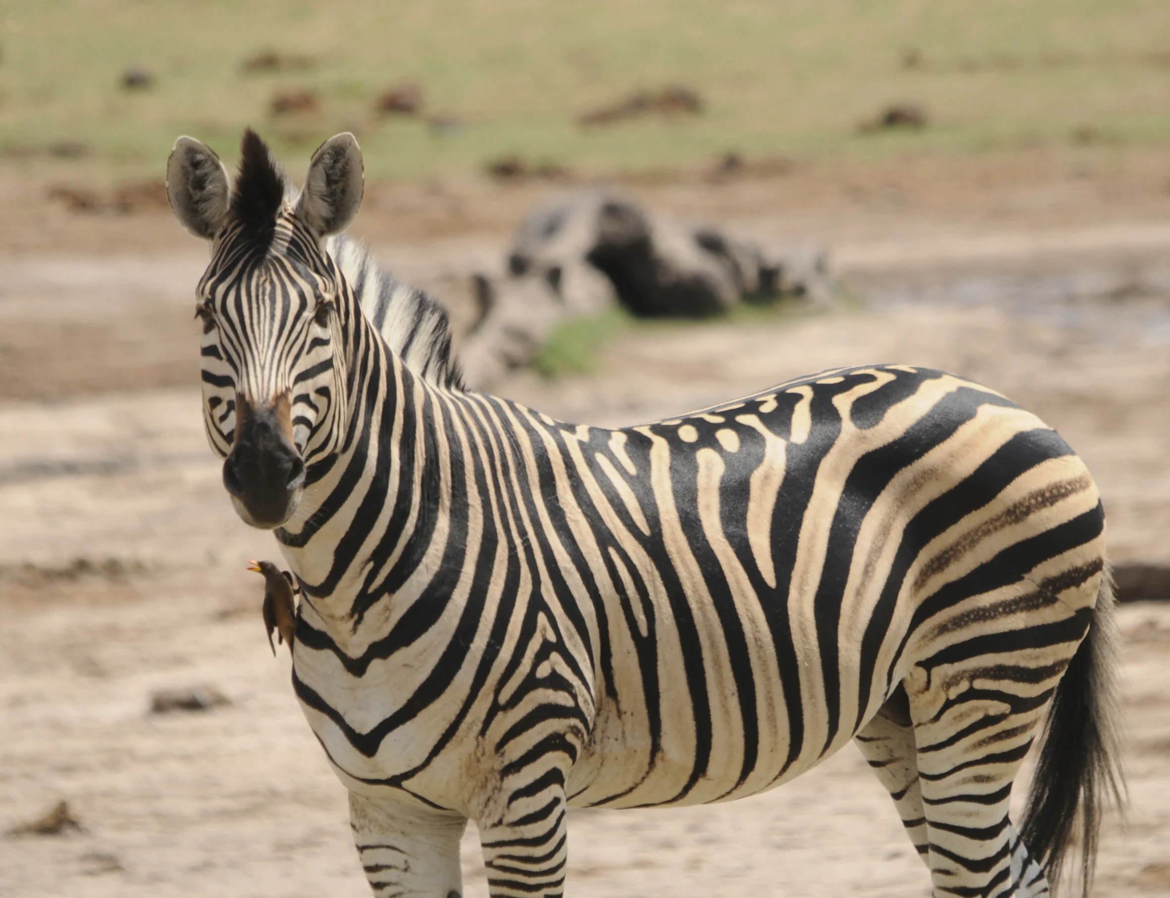 Zebra