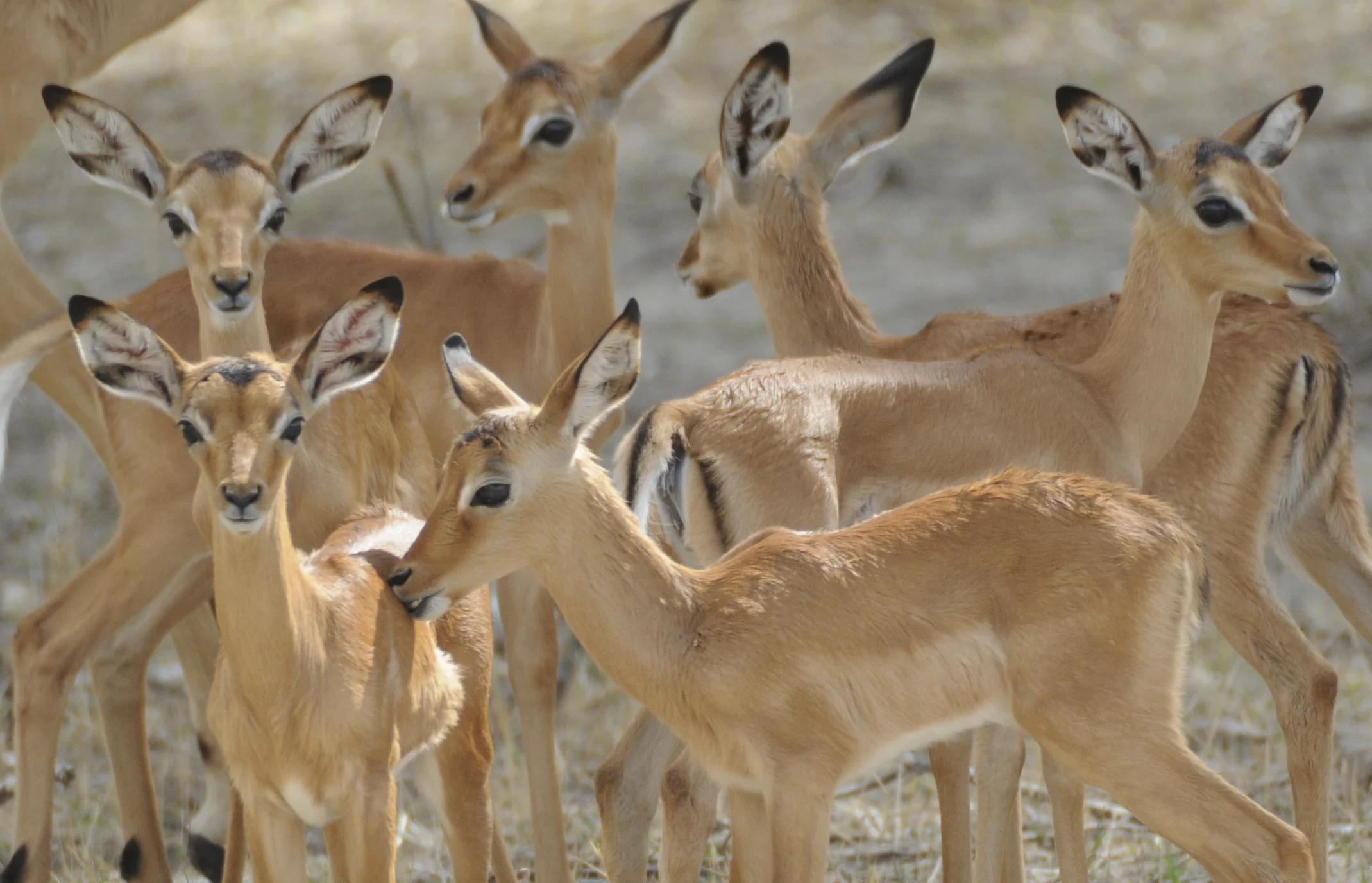 Impala