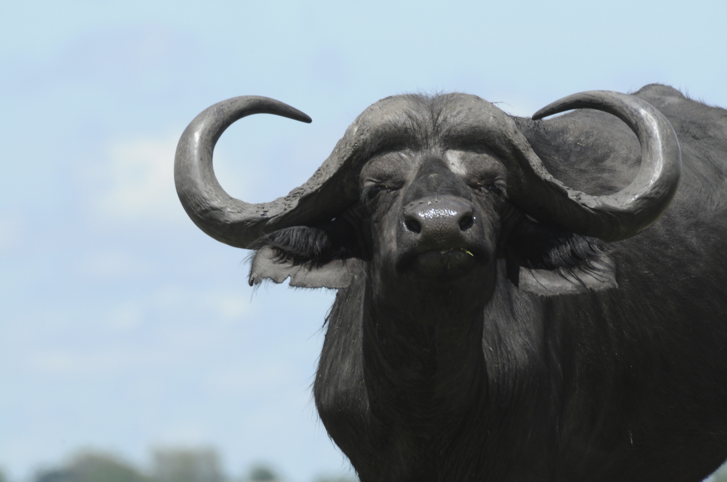 Cape Buffalo