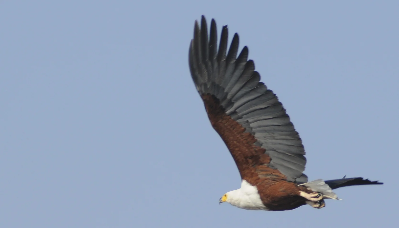 Fish Eagle