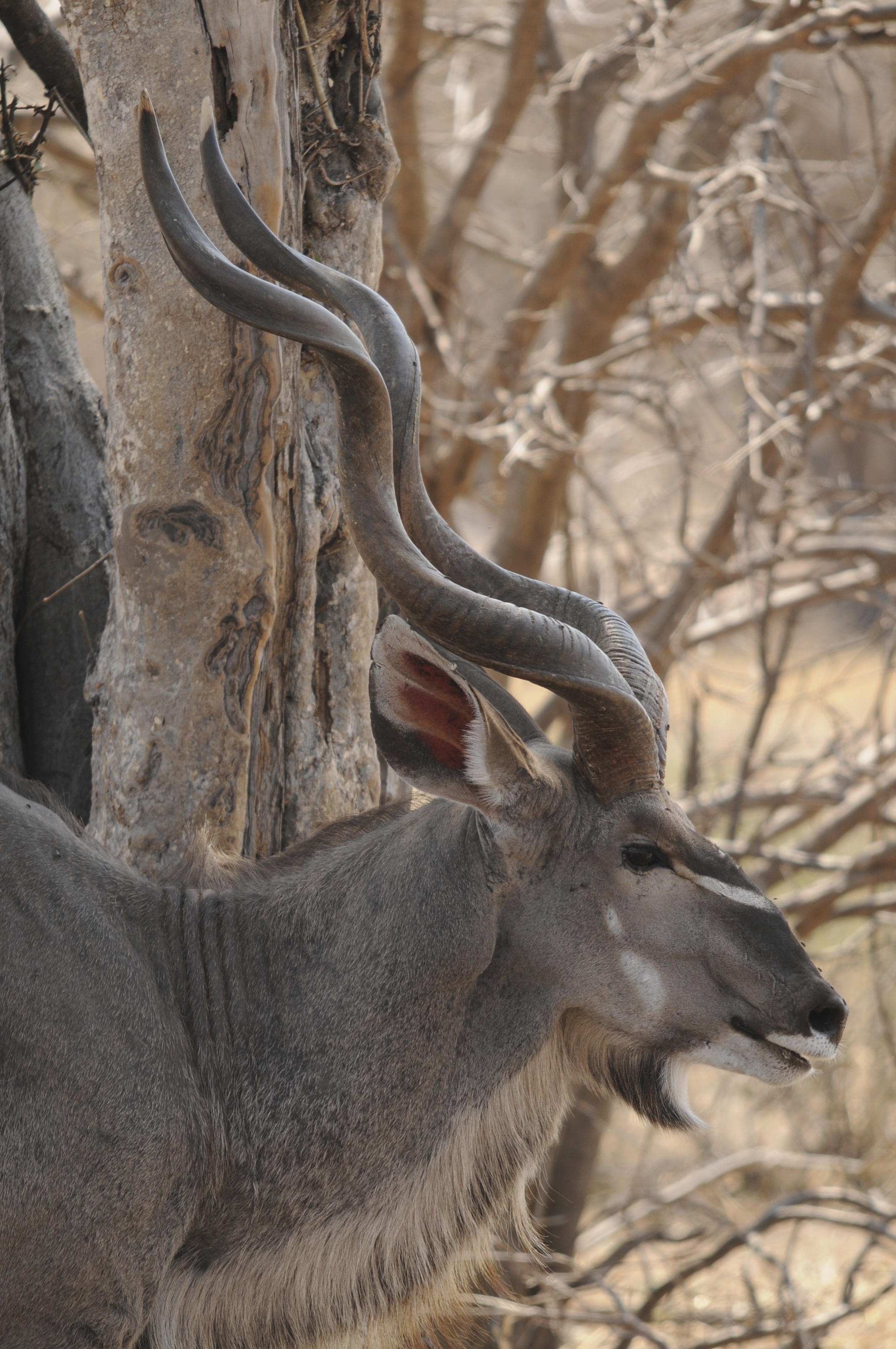 Kudu Bull