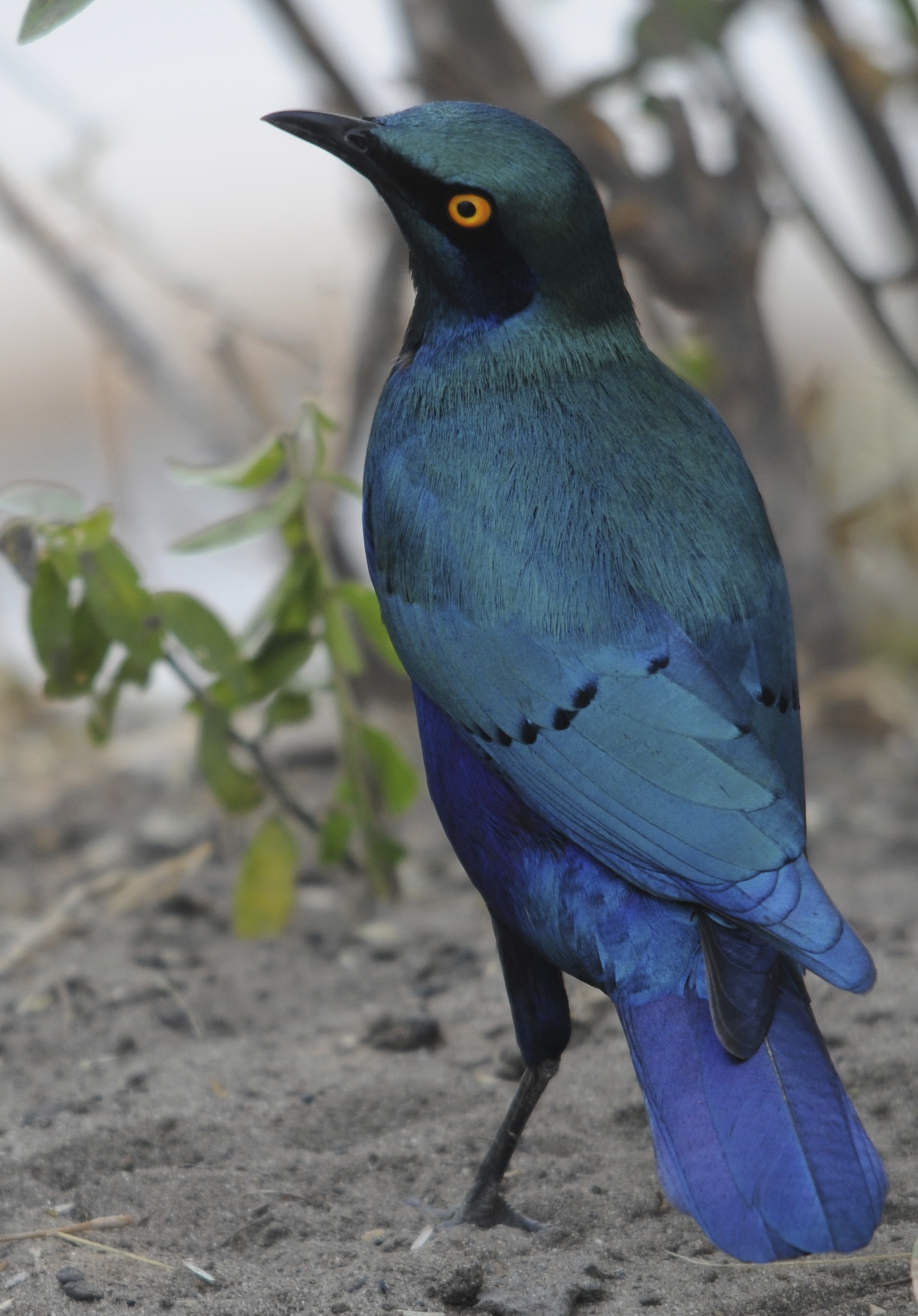 Glossy Starling